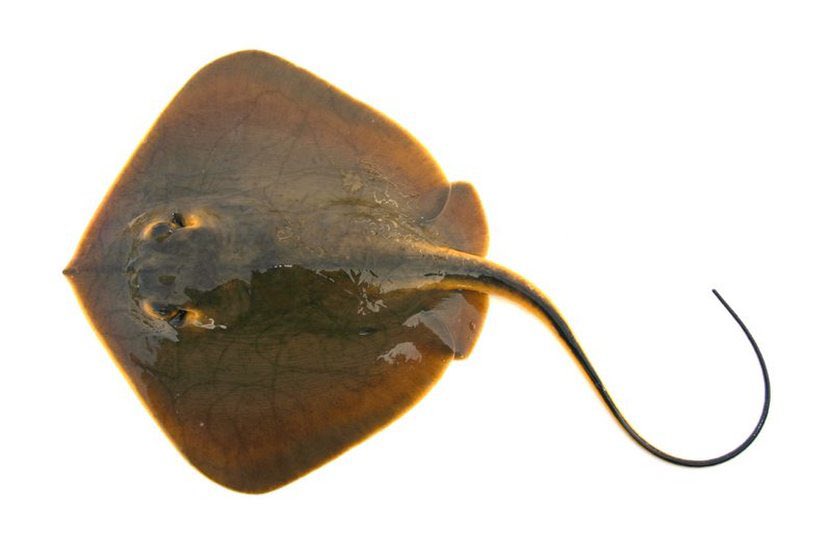 毒を持ってる生物・植物