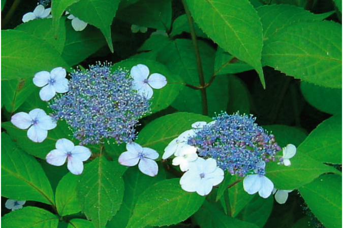 毒を持ってる生物・植物
