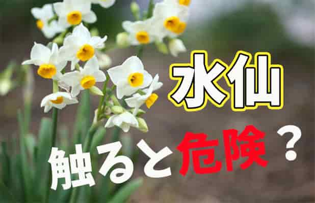 毒を持ってる生物・植物
