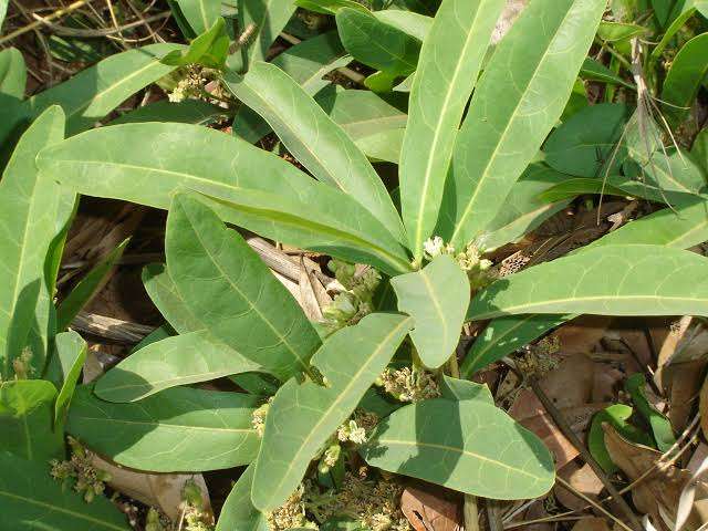 毒を持ってる生物・植物