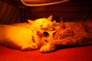 一人暮らしの方こたつ買いましたか？