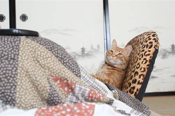 一人暮らしの方こたつ買いましたか？