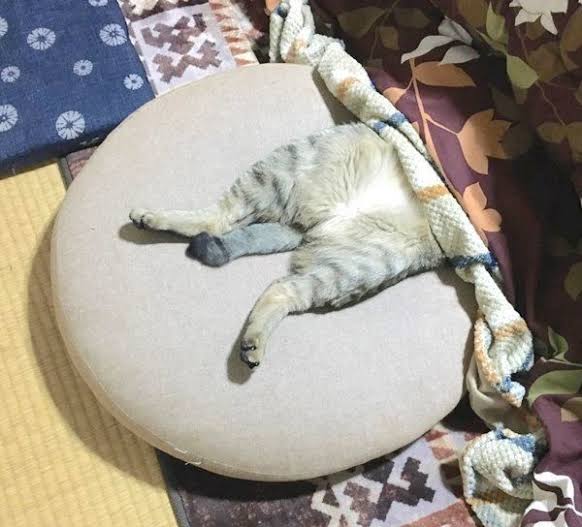 一人暮らしの方こたつ買いましたか？