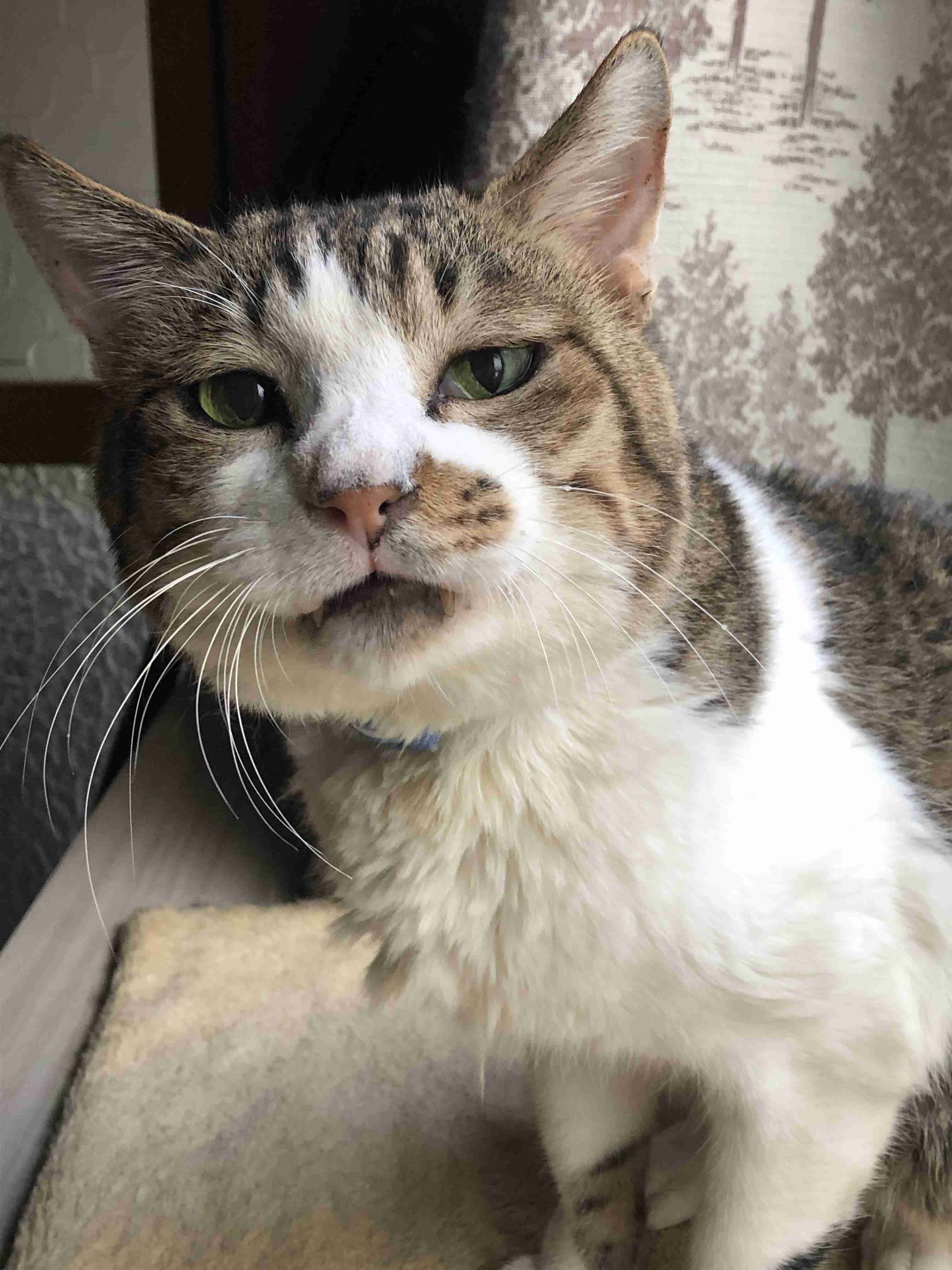 【身バレしない程度に】お宅の愛猫ちゃんを見せてください!part10