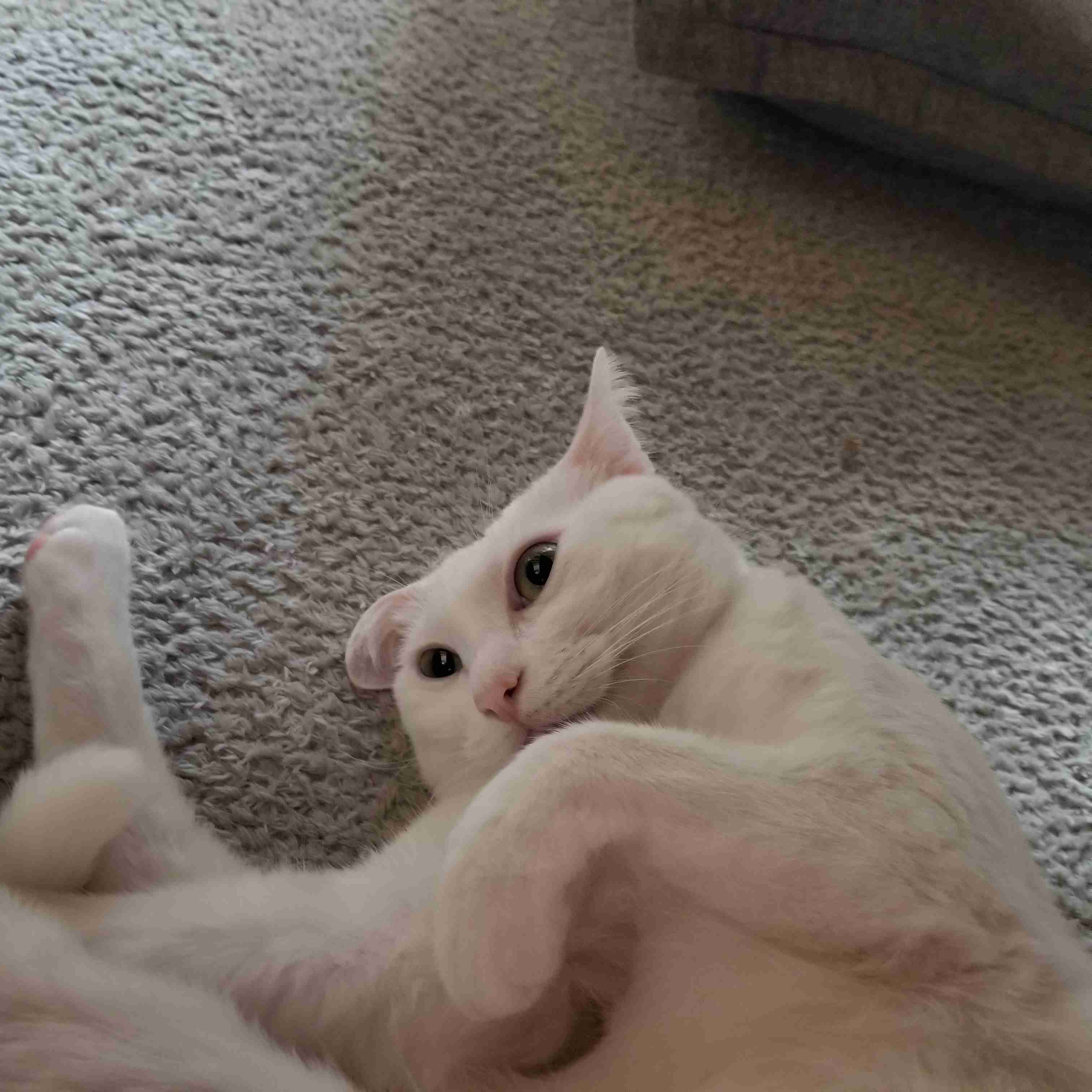 【身バレしない程度に】お宅の愛猫ちゃんを見せてください!part10