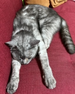 【身バレしない程度に】お宅の愛猫ちゃんを見せてください!part10