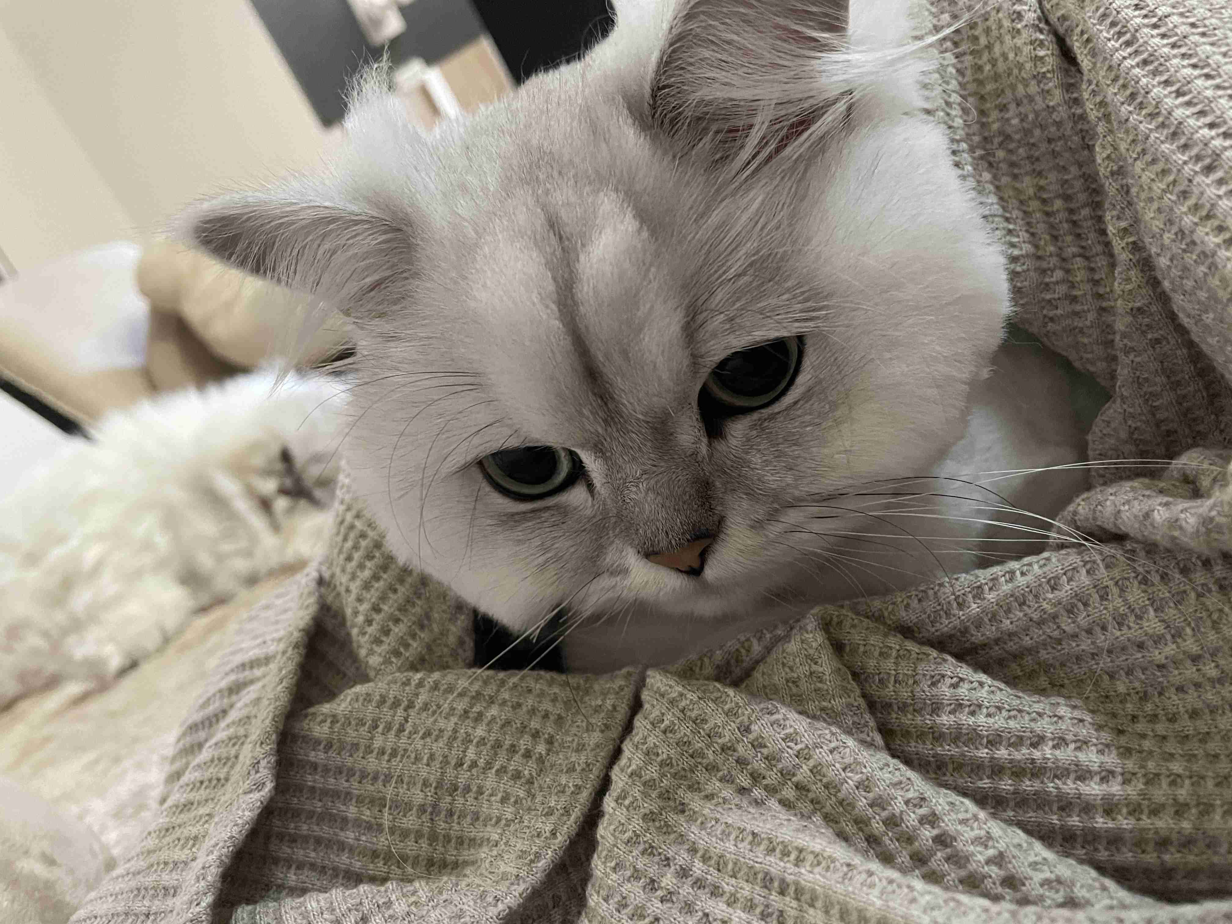 【身バレしない程度に】お宅の愛猫ちゃんを見せてください!part10