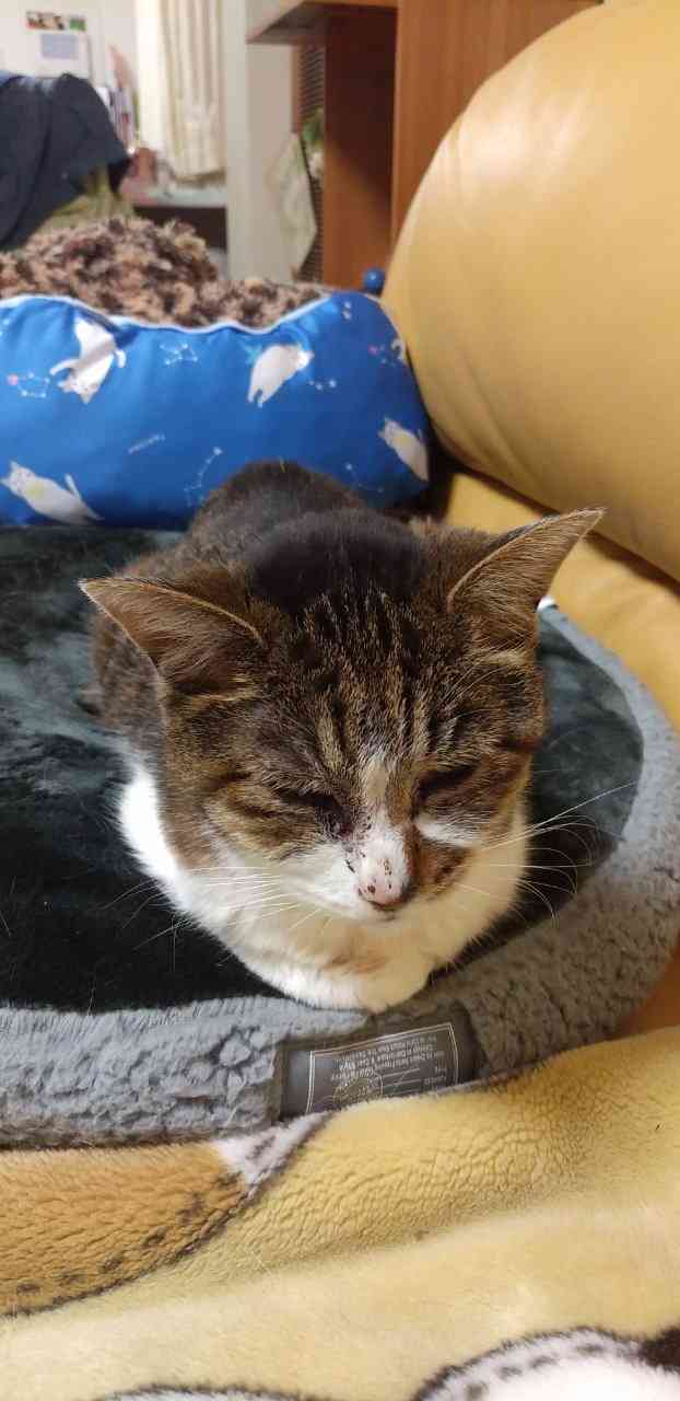 【身バレしない程度に】お宅の愛猫ちゃんを見せてください!part10