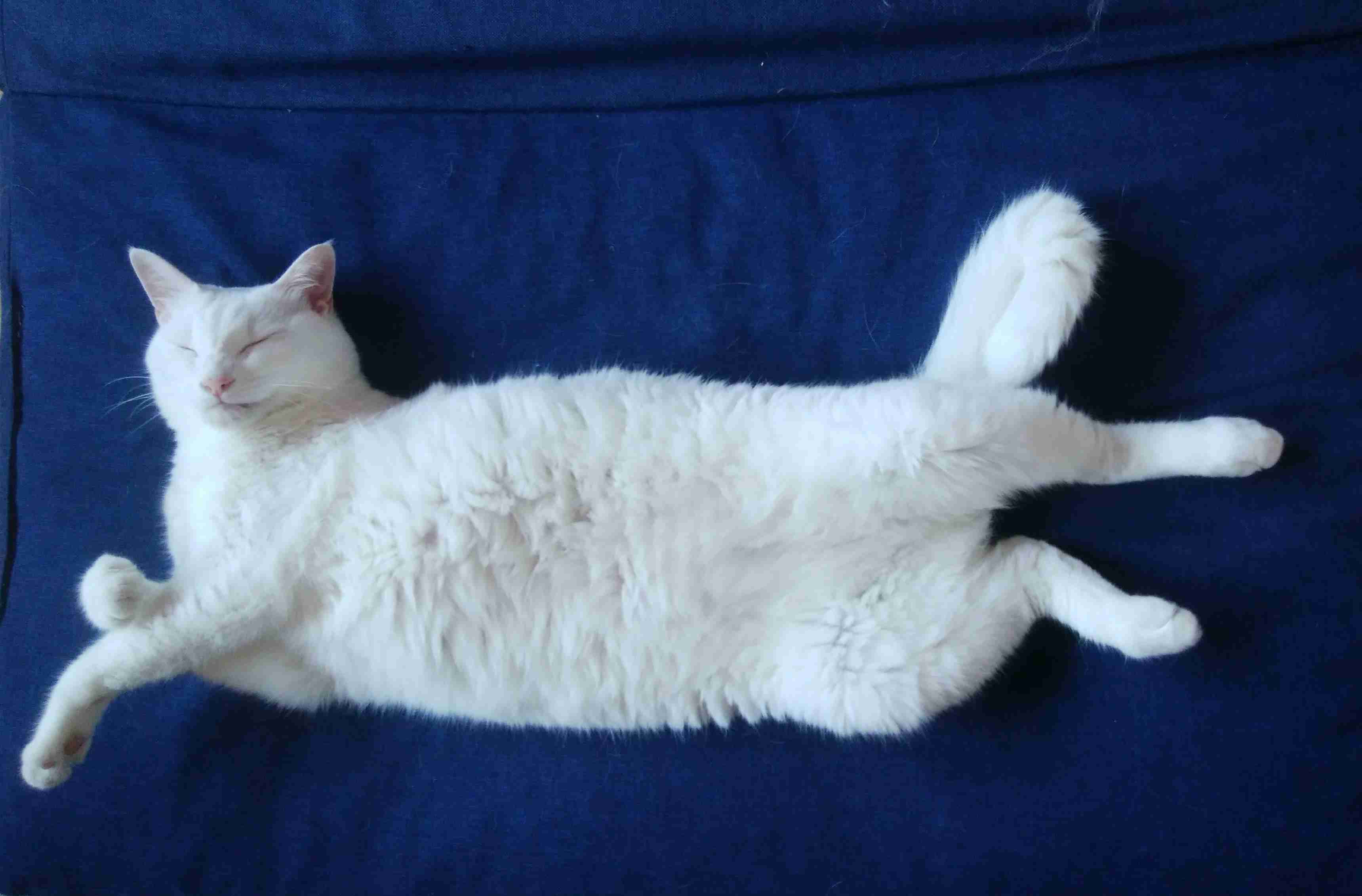 【身バレしない程度に】お宅の愛猫ちゃんを見せてください!part10