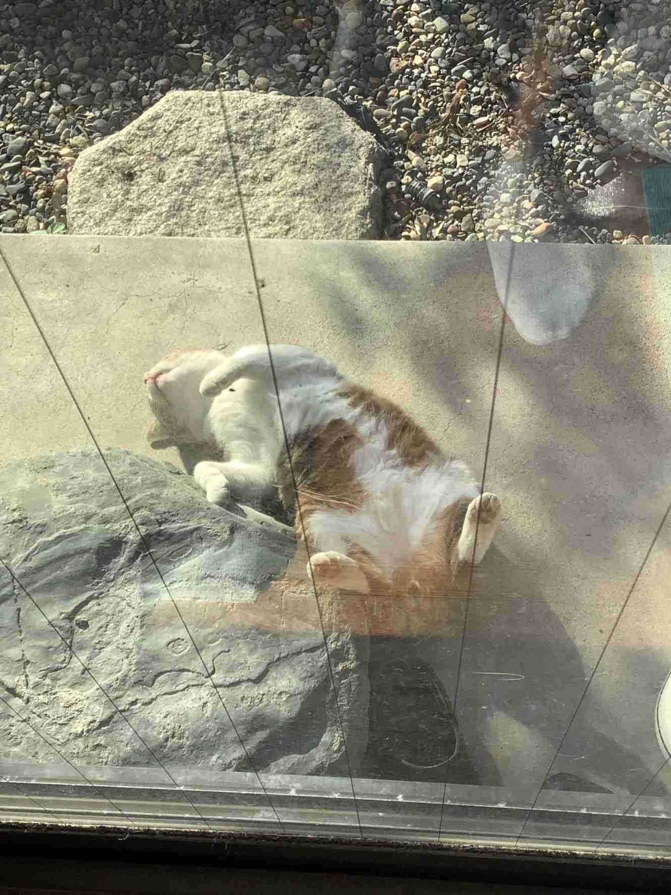 【身バレしない程度に】お宅の愛猫ちゃんを見せてください!part10