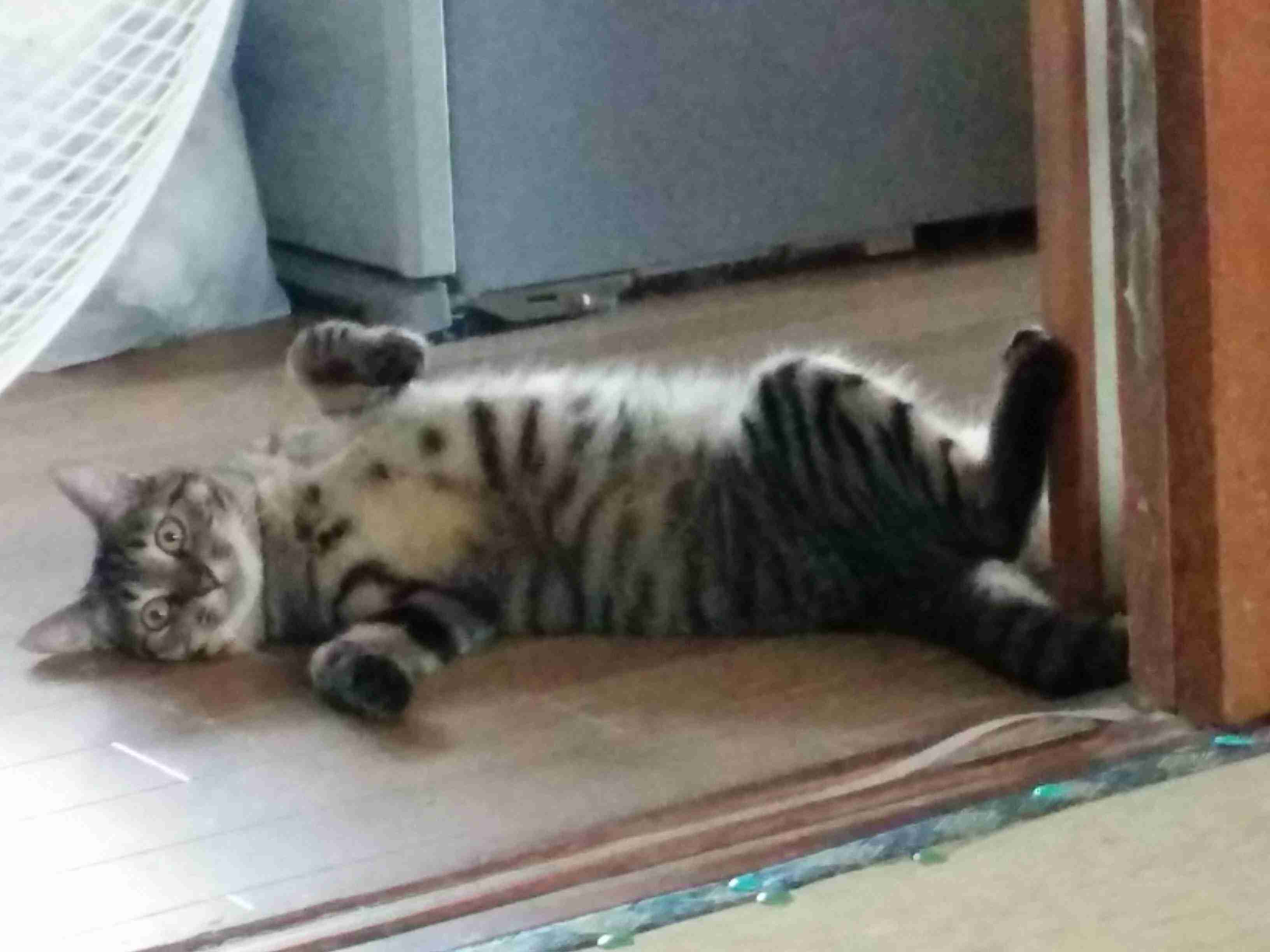 【身バレしない程度に】お宅の愛猫ちゃんを見せてください!part10