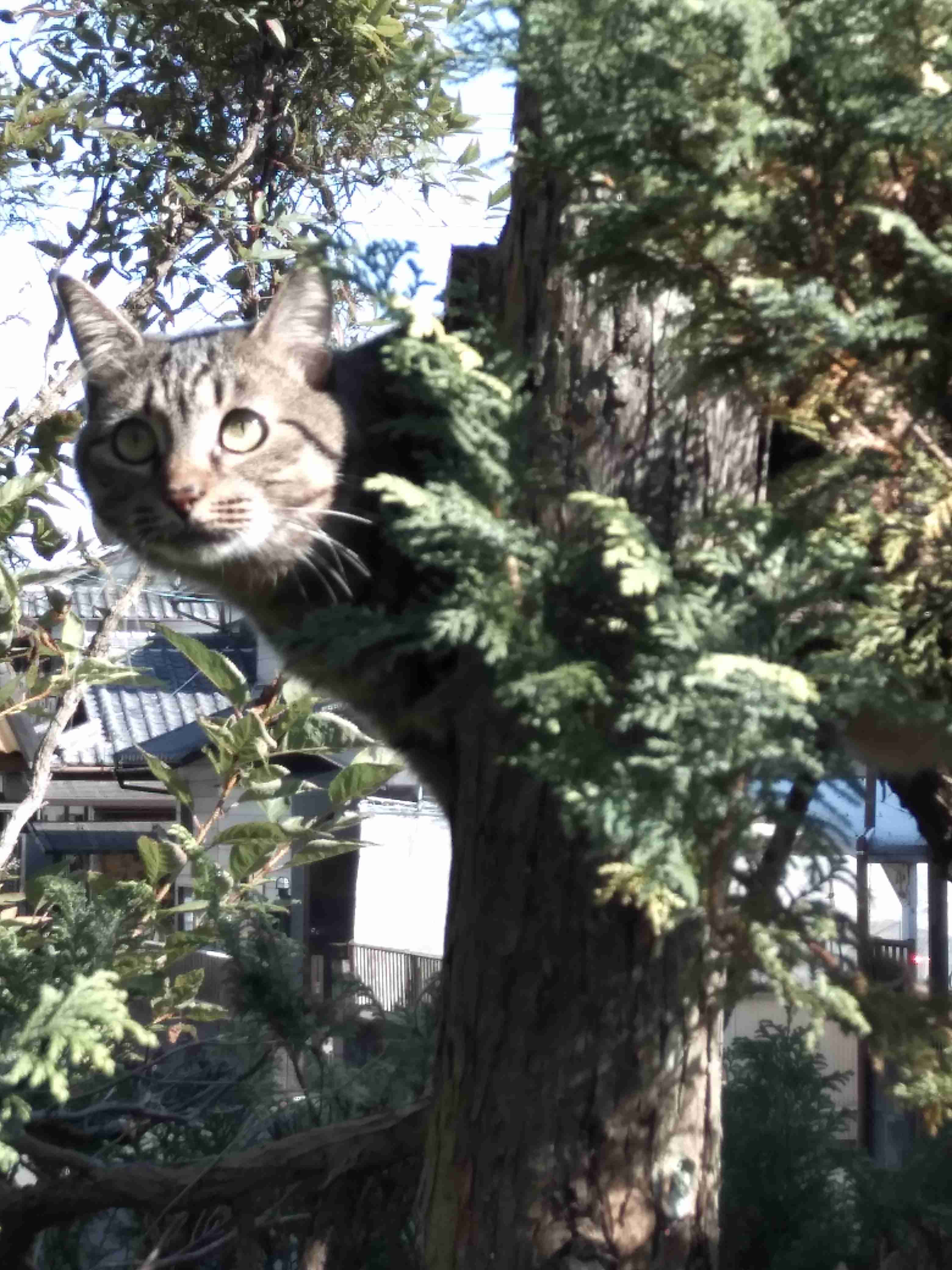 【身バレしない程度に】お宅の愛猫ちゃんを見せてください!part10