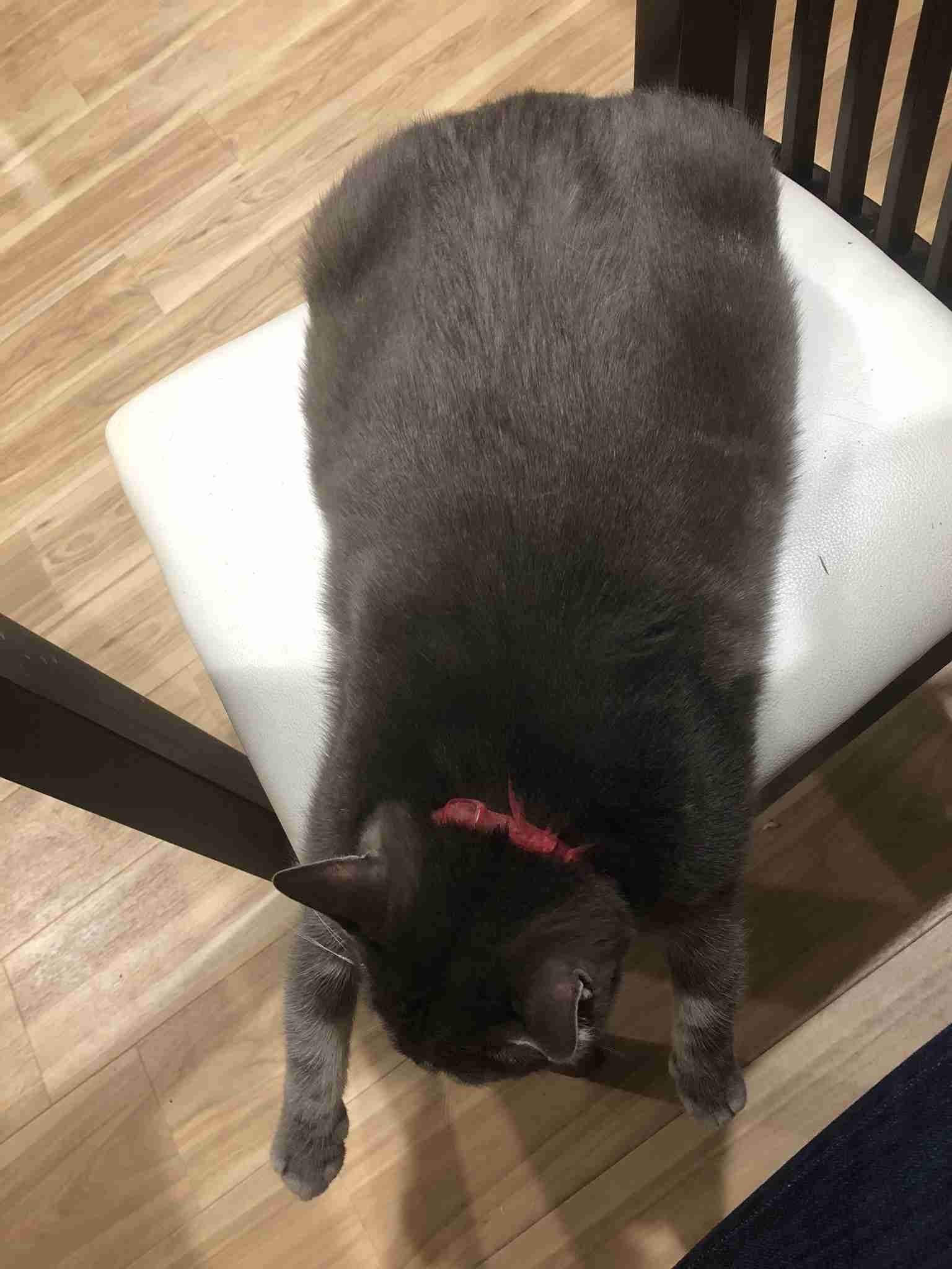 【身バレしない程度に】お宅の愛猫ちゃんを見せてください!part10