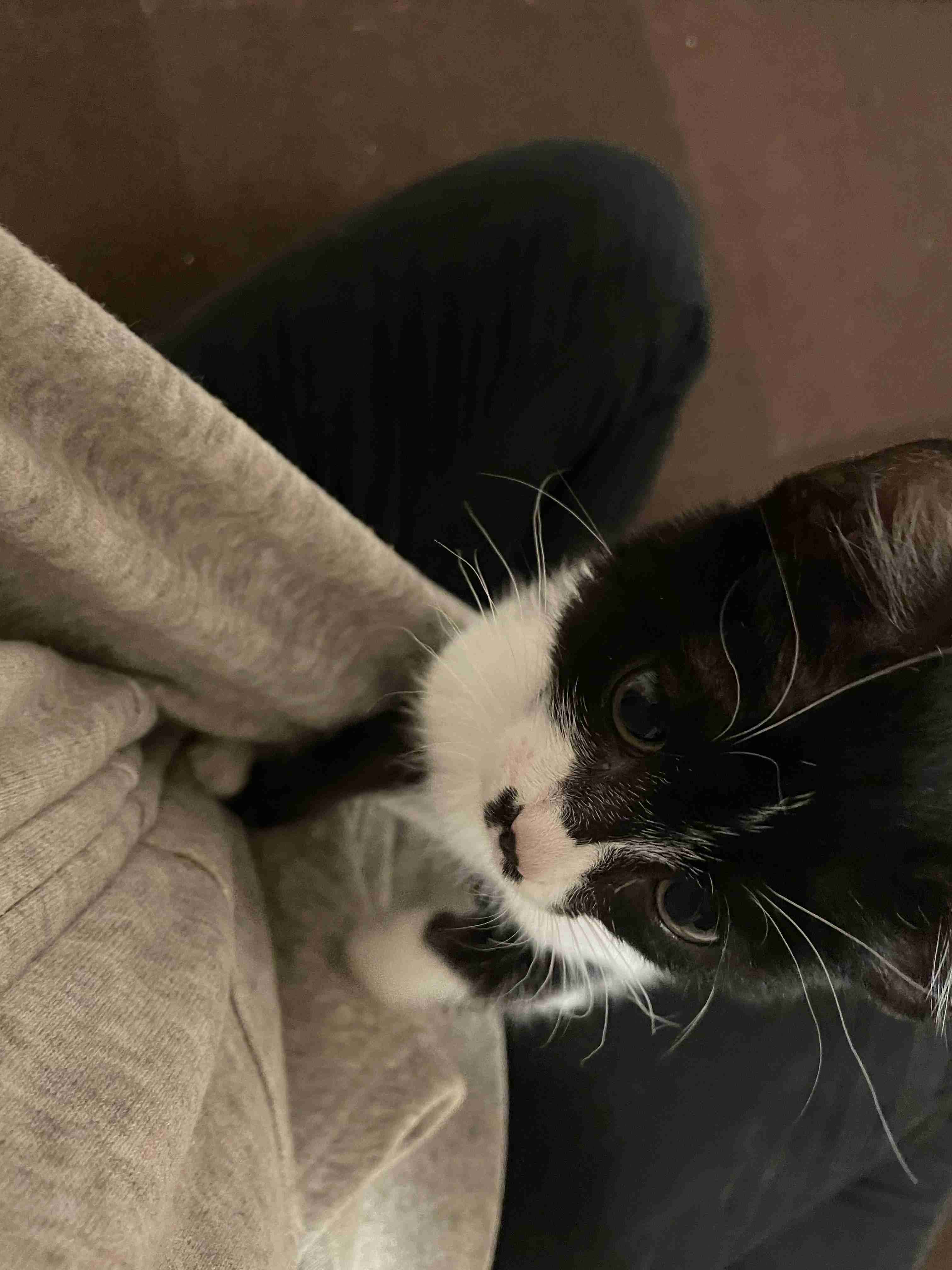 【身バレしない程度に】お宅の愛猫ちゃんを見せてください!part10