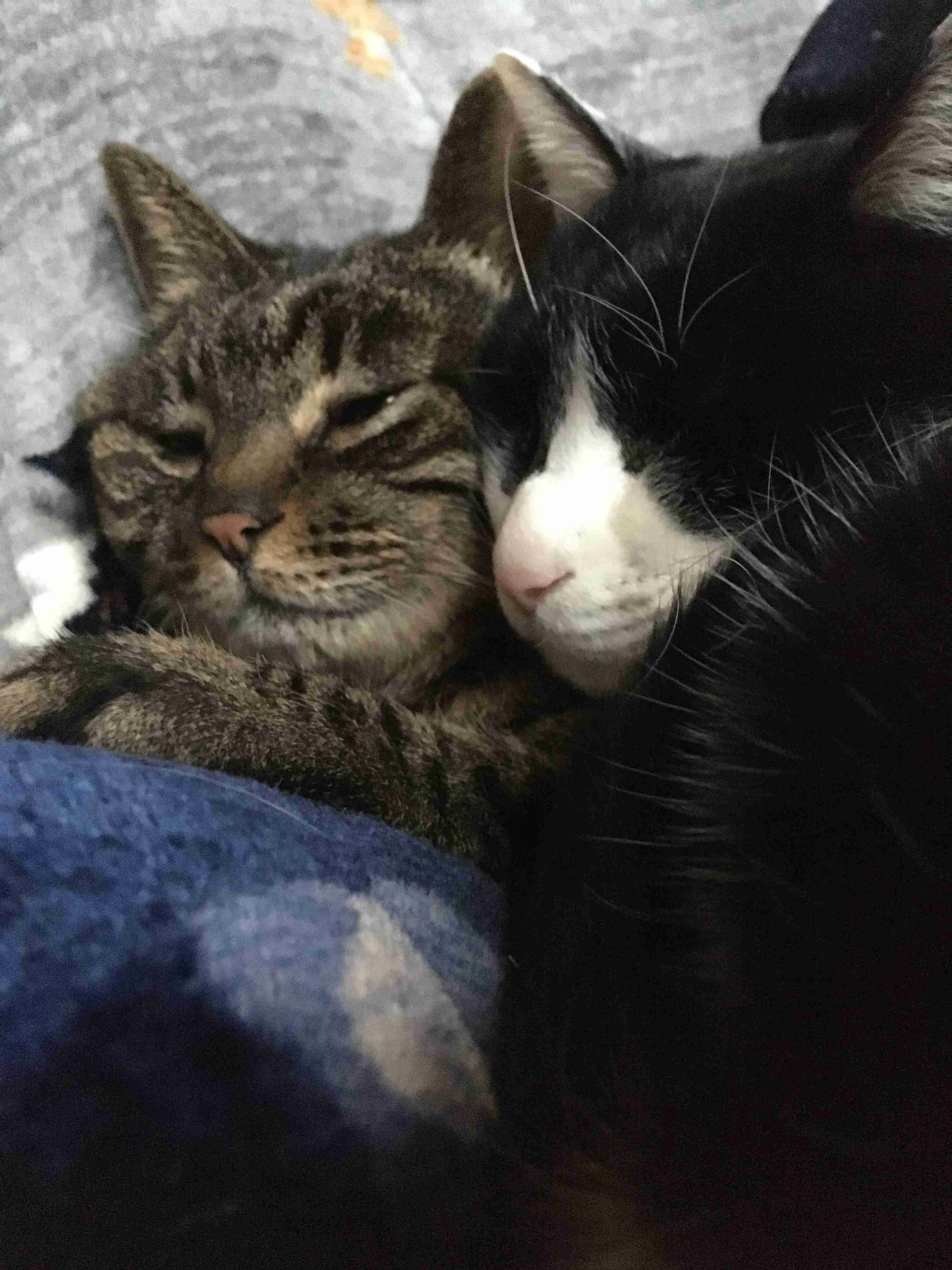 【身バレしない程度に】お宅の愛猫ちゃんを見せてください!part10