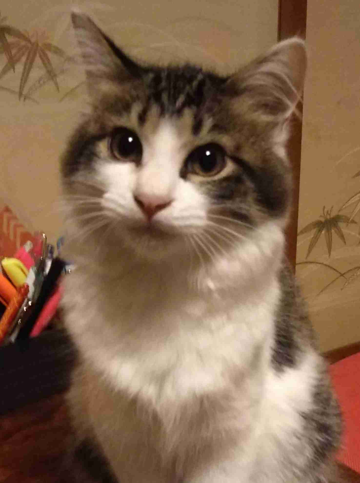 【身バレしない程度に】お宅の愛猫ちゃんを見せてください!part10