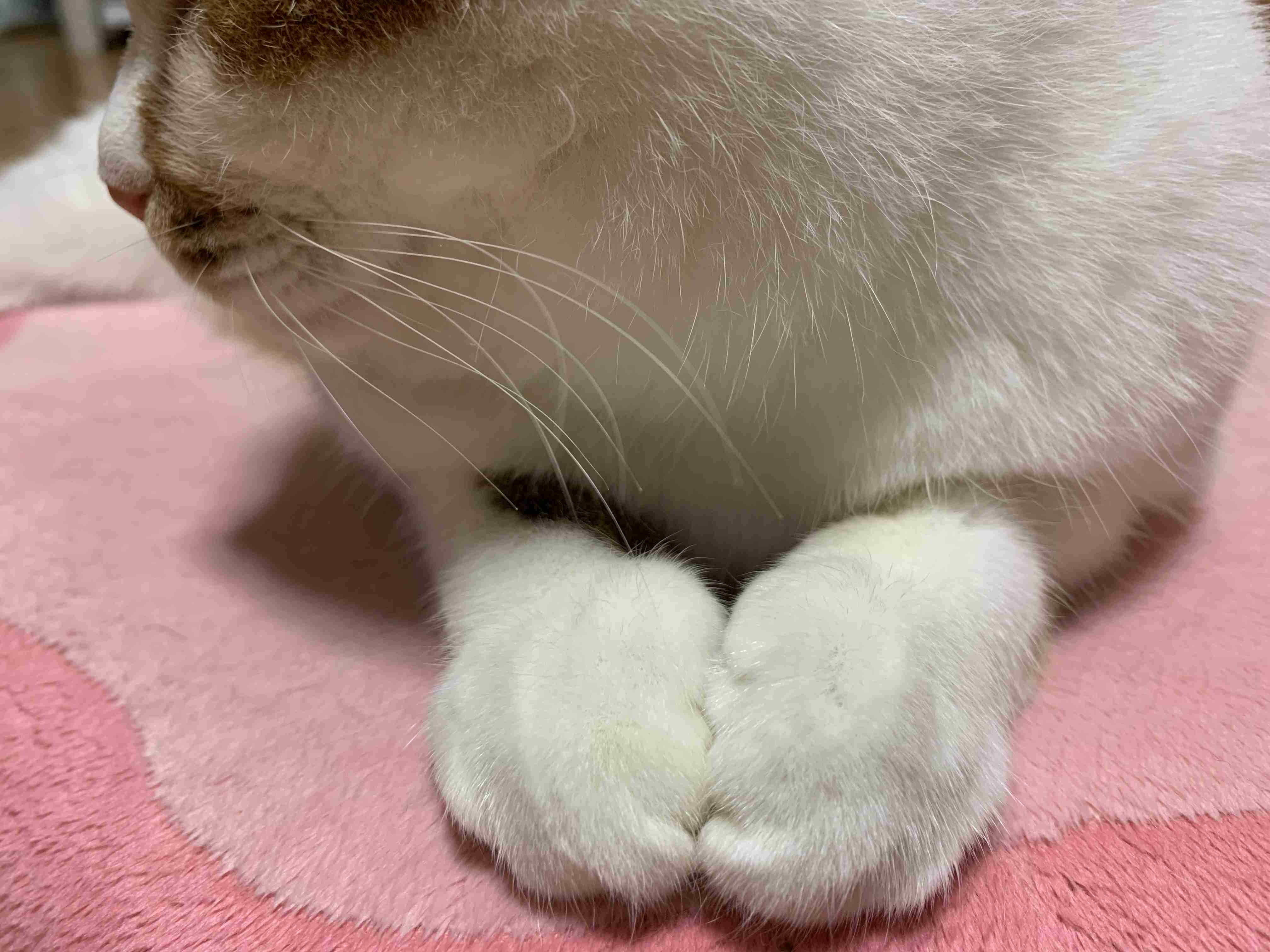 【身バレしない程度に】お宅の愛猫ちゃんを見せてください!part10