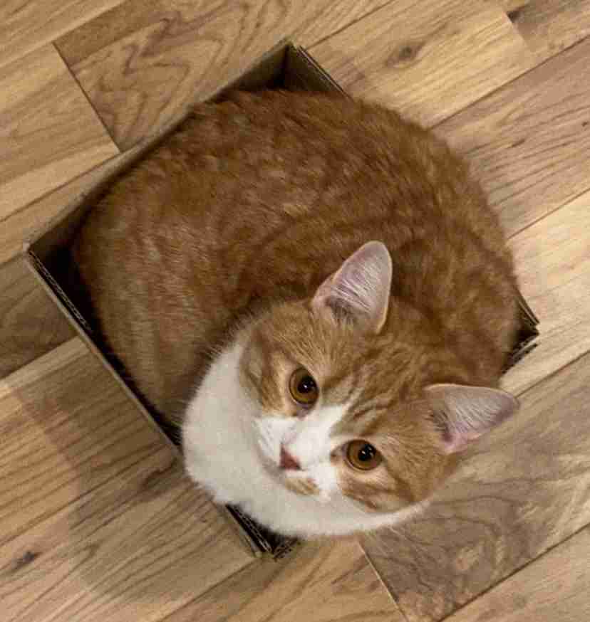 【身バレしない程度に】お宅の愛猫ちゃんを見せてください!part10