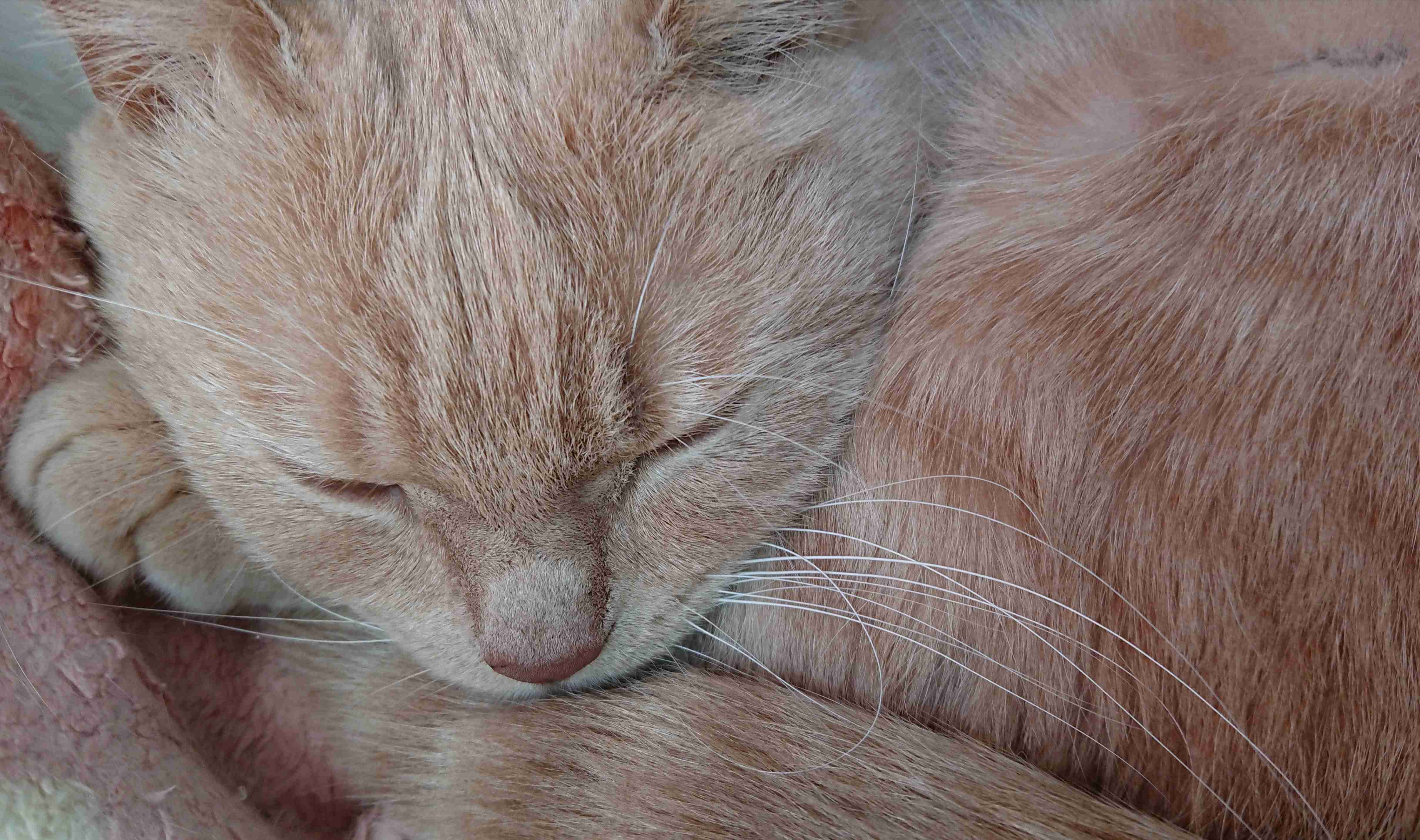 【身バレしない程度に】お宅の愛猫ちゃんを見せてください!part10