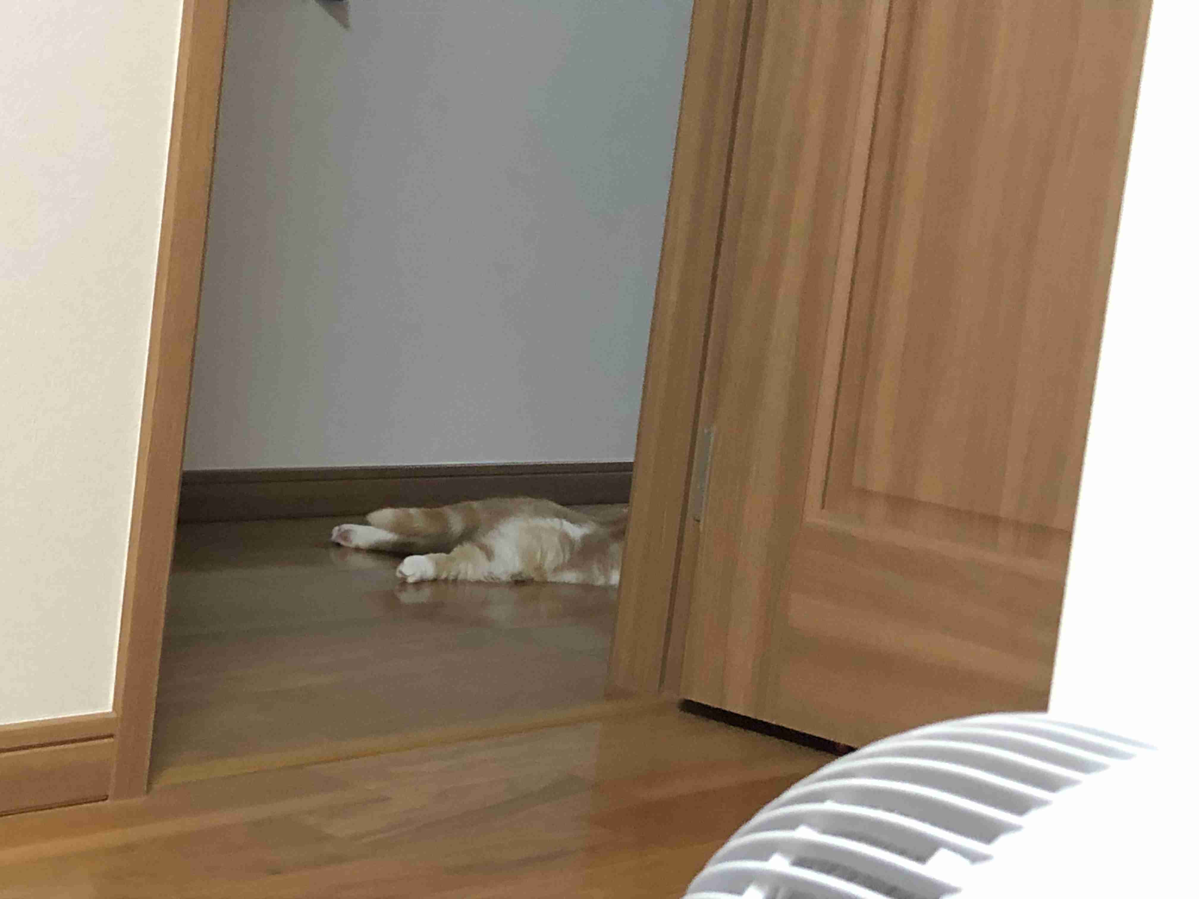【身バレしない程度に】お宅の愛猫ちゃんを見せてください!part10
