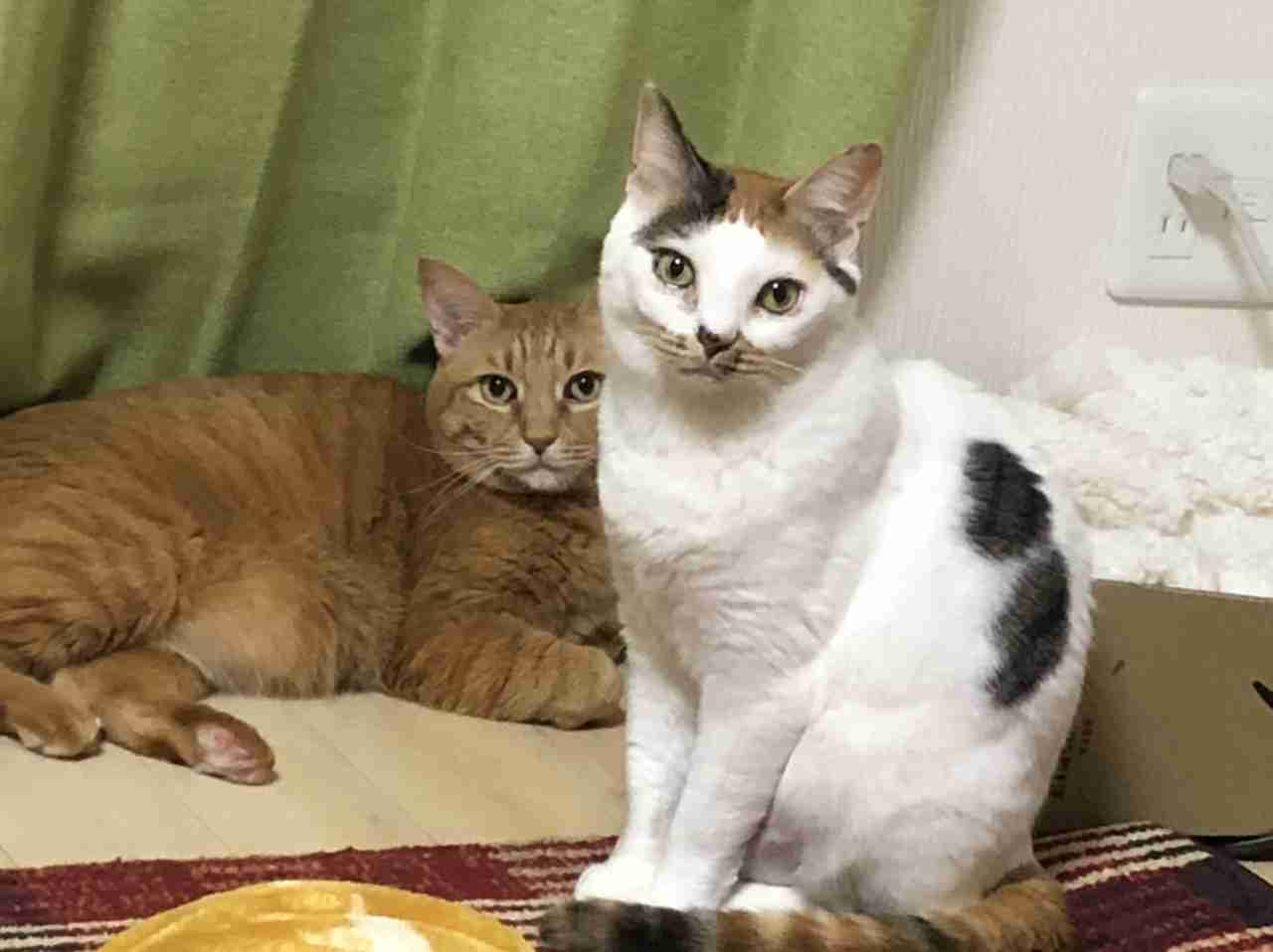 【身バレしない程度に】お宅の愛猫ちゃんを見せてください!part10