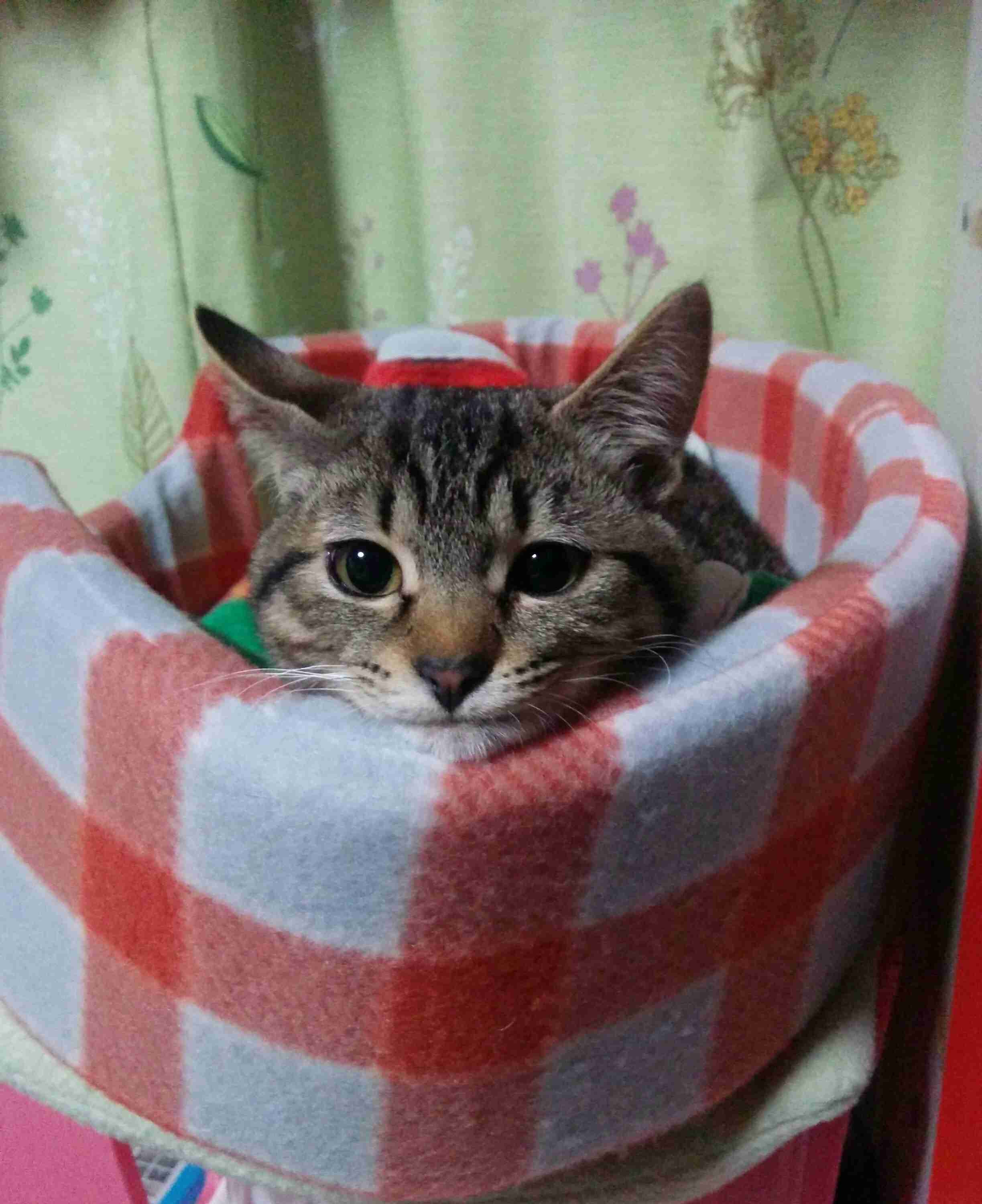 【身バレしない程度に】お宅の愛猫ちゃんを見せてください!part10