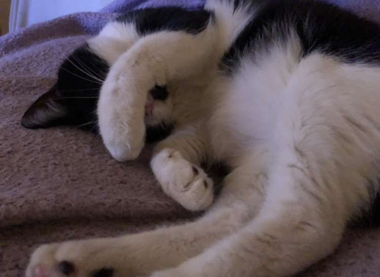 【身バレしない程度に】お宅の愛猫ちゃんを見せてください!part10
