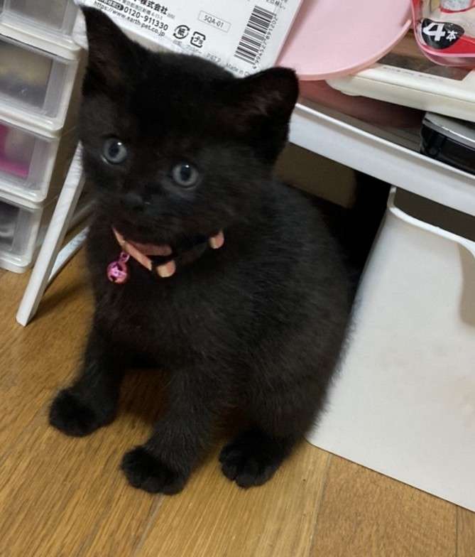 【身バレしない程度に】お宅の愛猫ちゃんを見せてください!part10