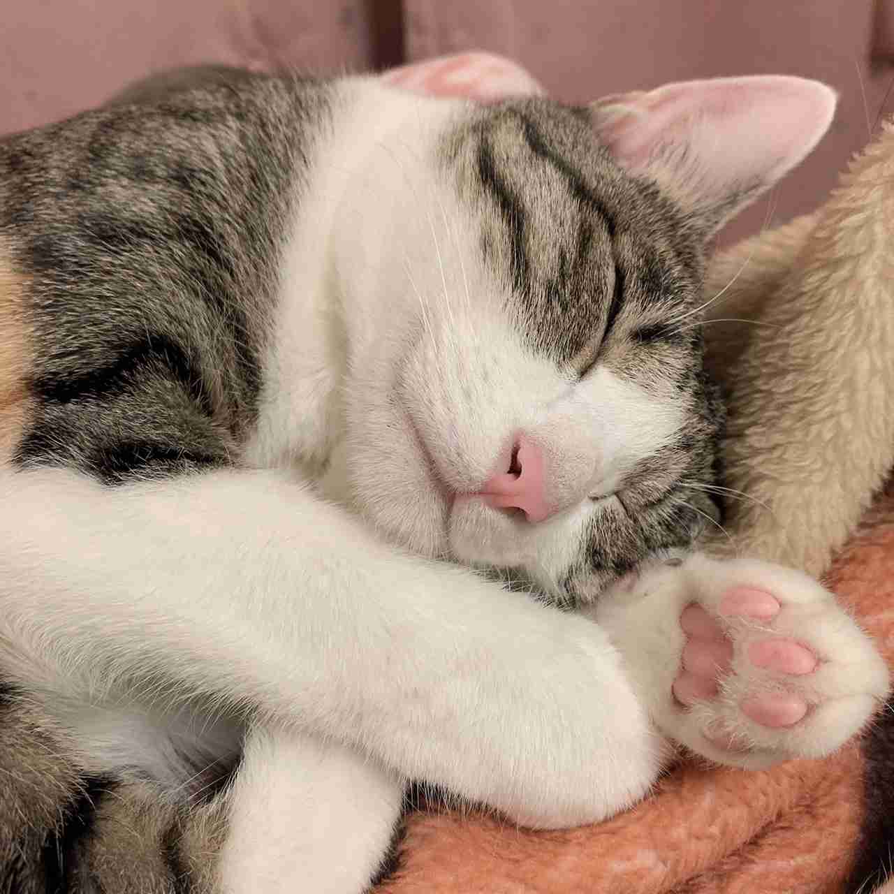 【身バレしない程度に】お宅の愛猫ちゃんを見せてください!part10