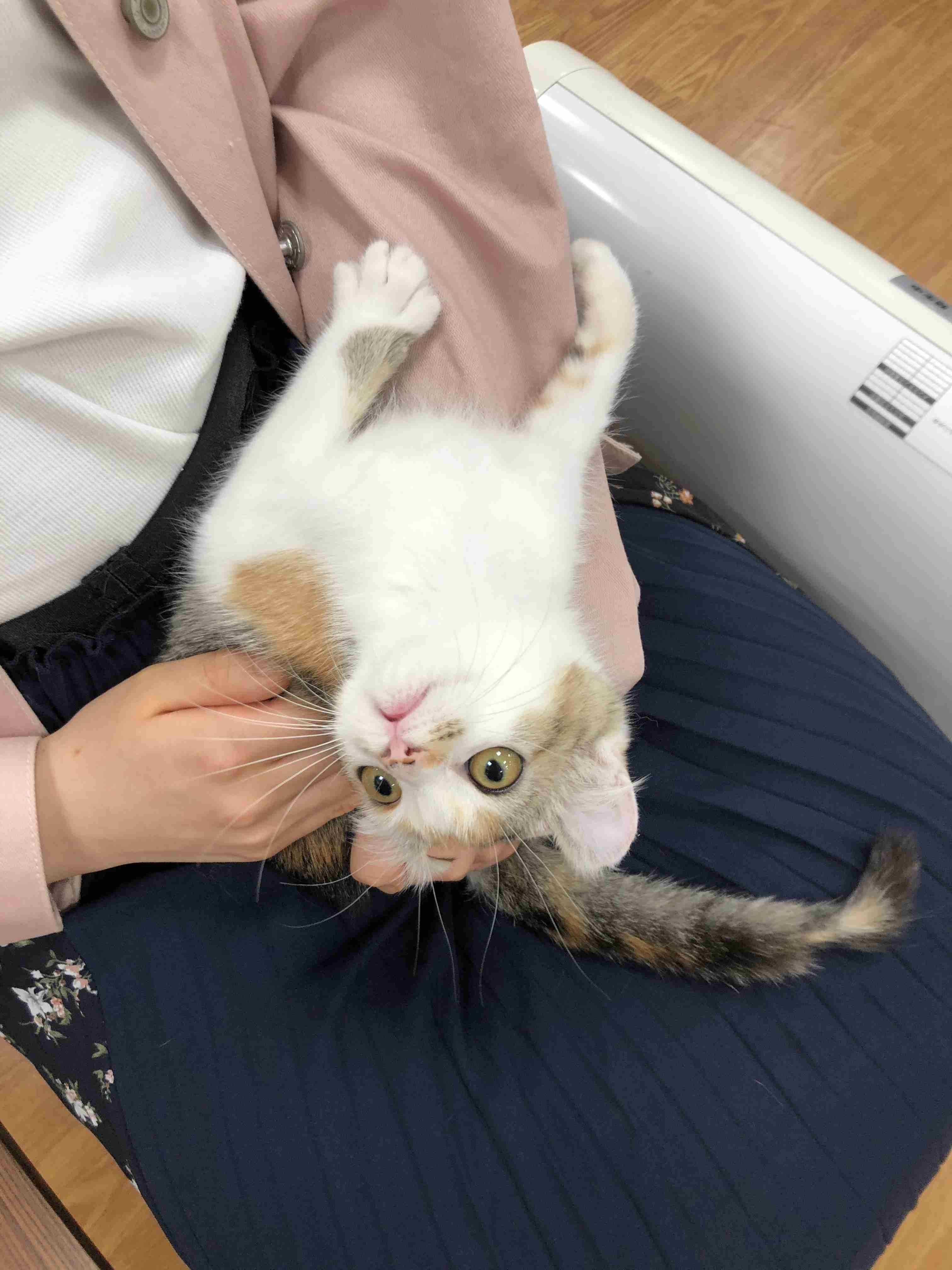 【身バレしない程度に】お宅の愛猫ちゃんを見せてください!part10
