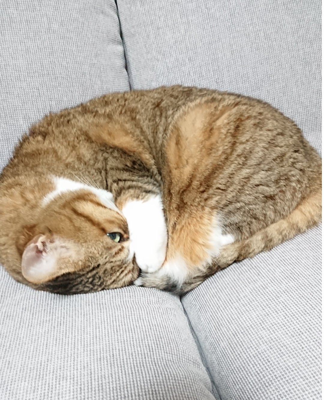 【身バレしない程度に】お宅の愛猫ちゃんを見せてください!part10