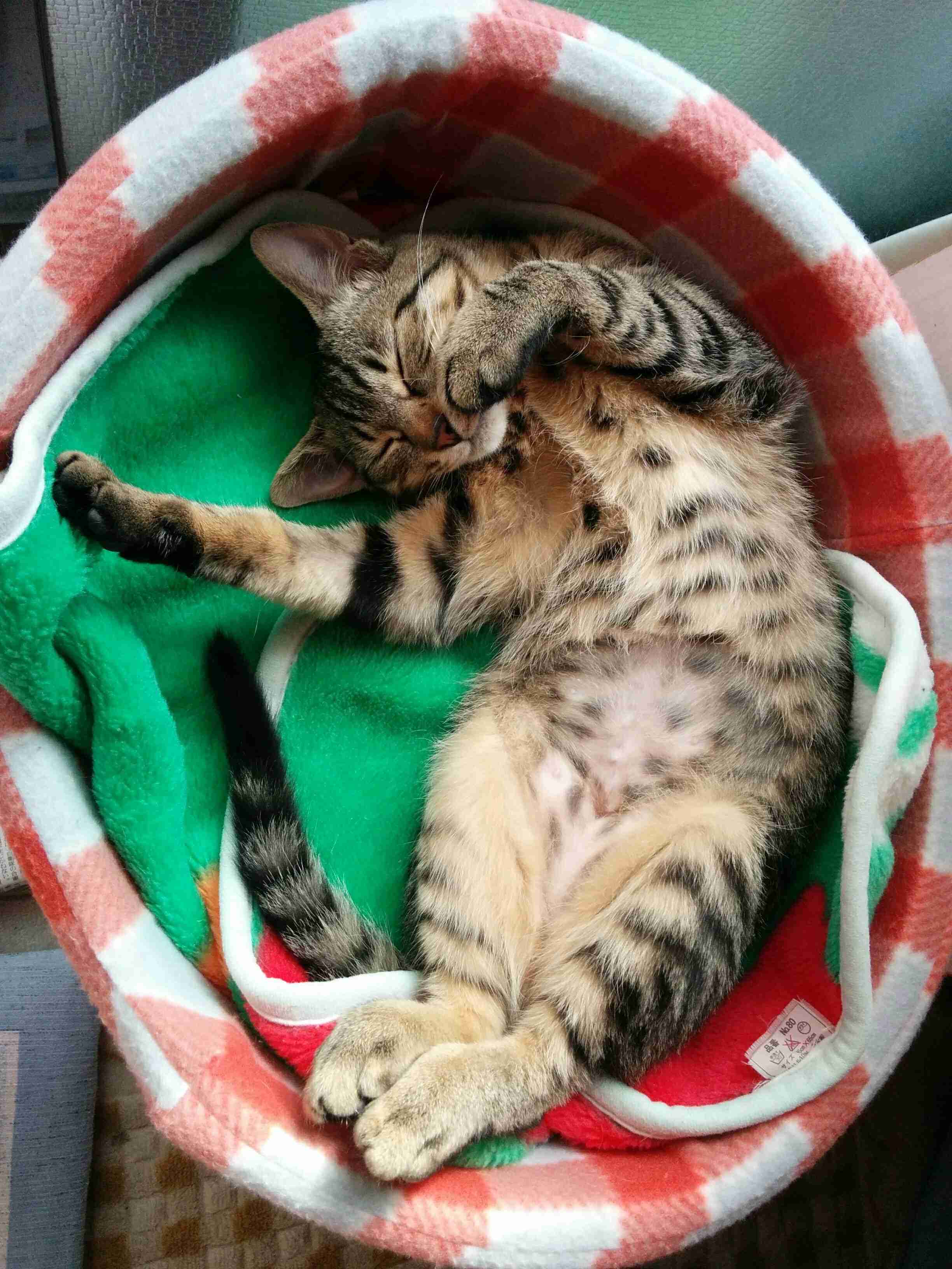 【身バレしない程度に】お宅の愛猫ちゃんを見せてください!part10