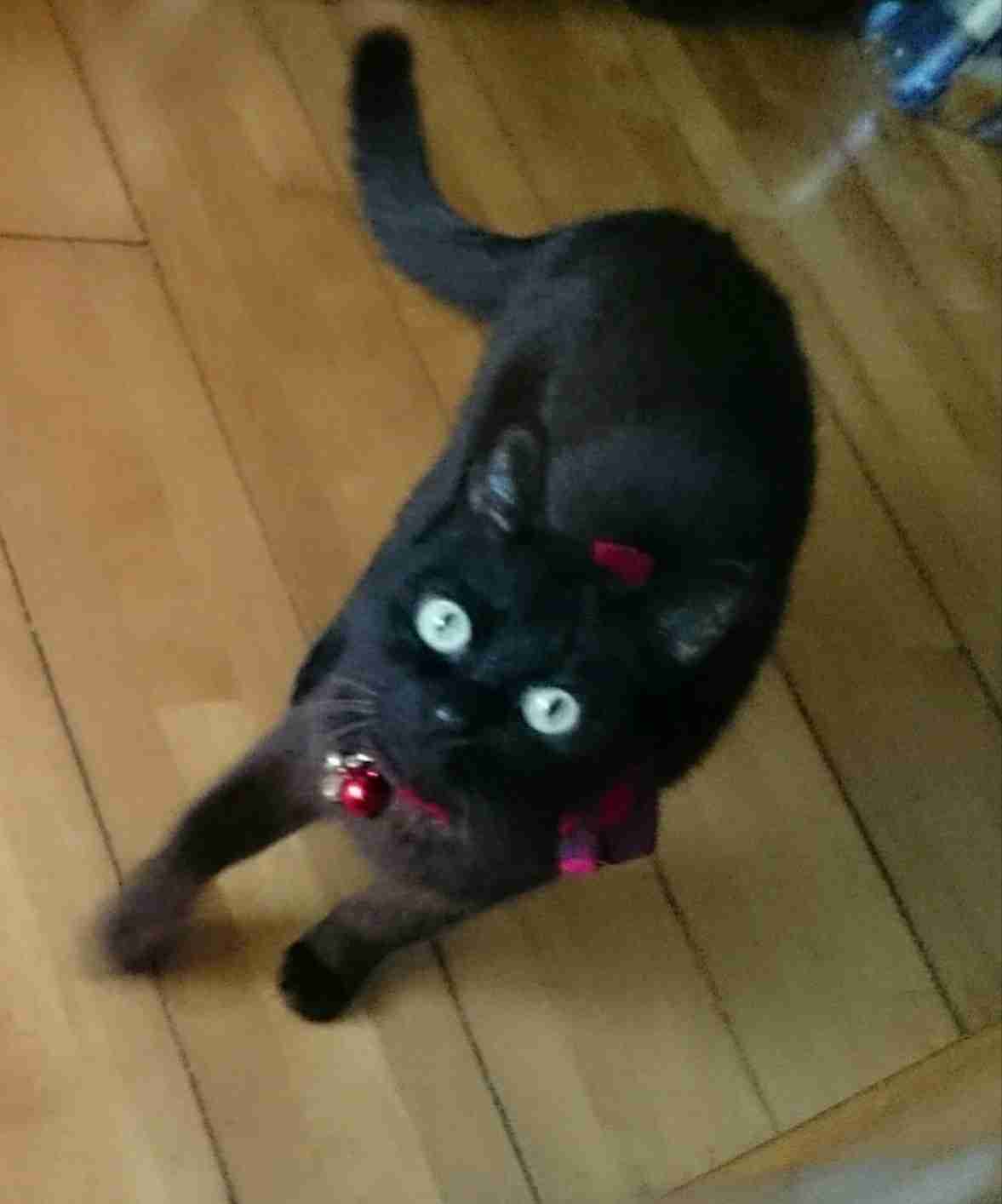 【身バレしない程度に】お宅の愛猫ちゃんを見せてください!part10