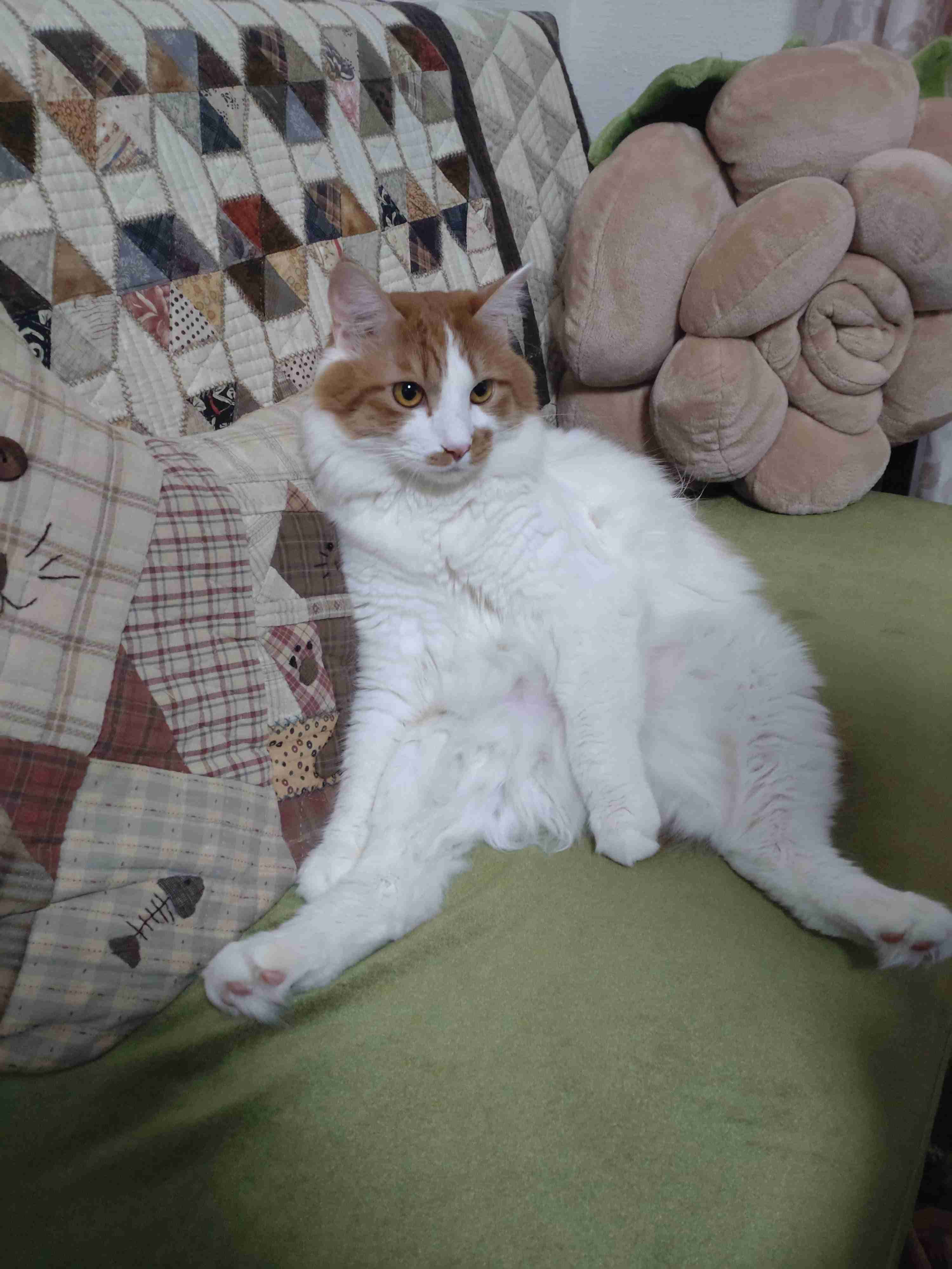 【身バレしない程度に】お宅の愛猫ちゃんを見せてください!part10