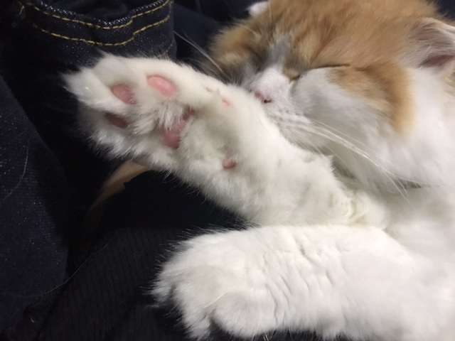 【身バレしない程度に】お宅の愛猫ちゃんを見せてください!part10