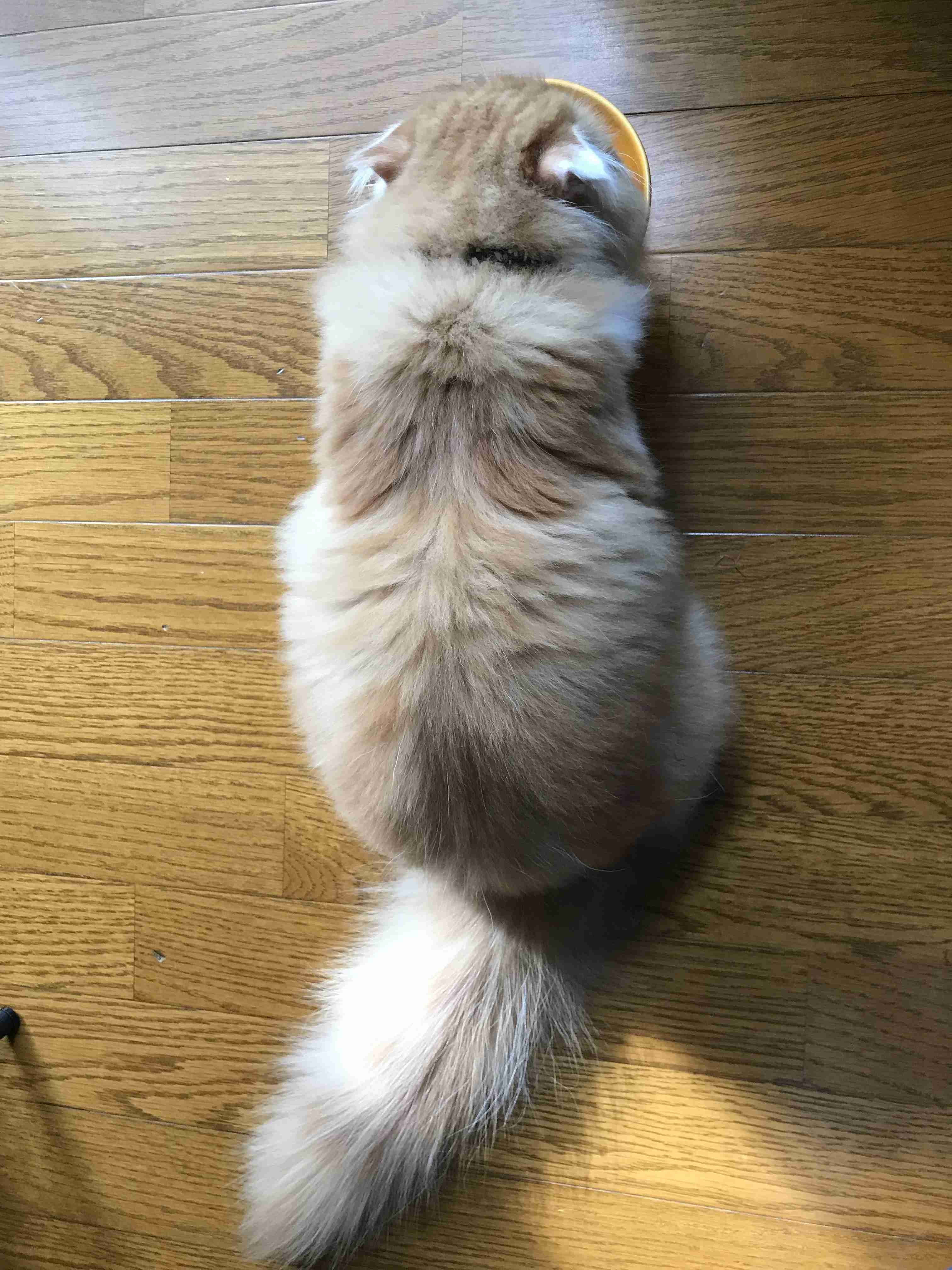 【身バレしない程度に】お宅の愛猫ちゃんを見せてください!part10