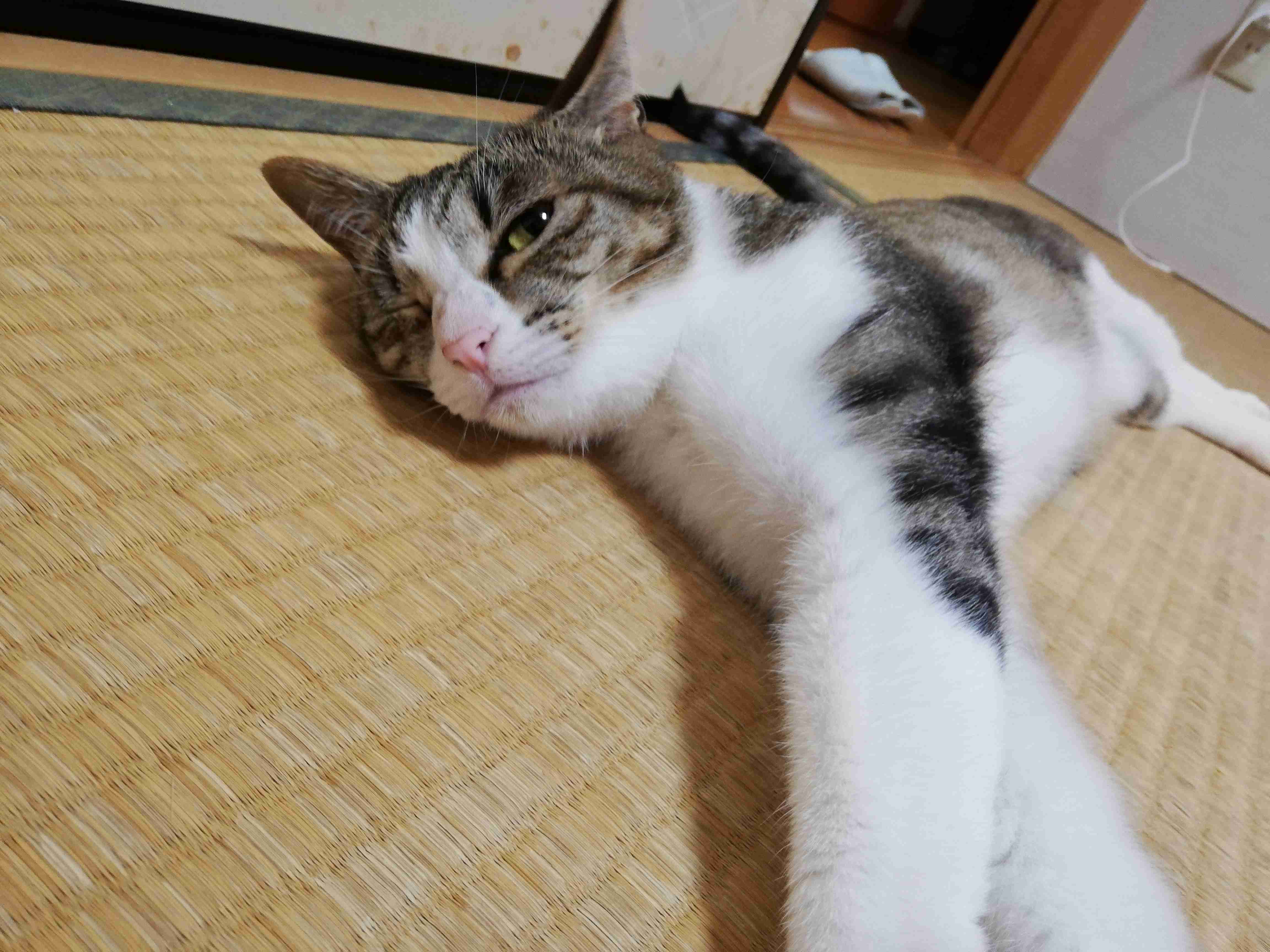 【身バレしない程度に】お宅の愛猫ちゃんを見せてください!part10