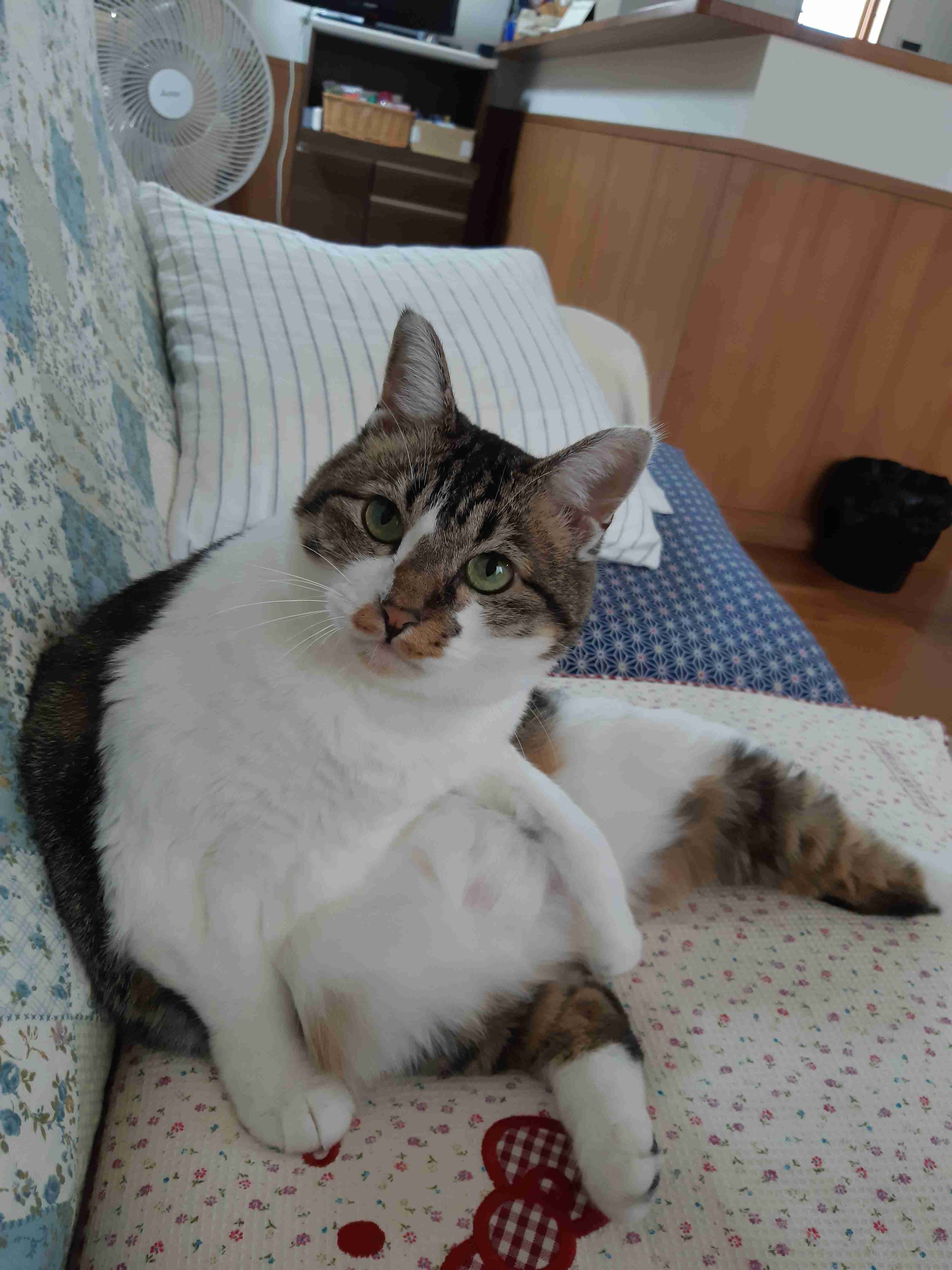 【身バレしない程度に】お宅の愛猫ちゃんを見せてください!part10