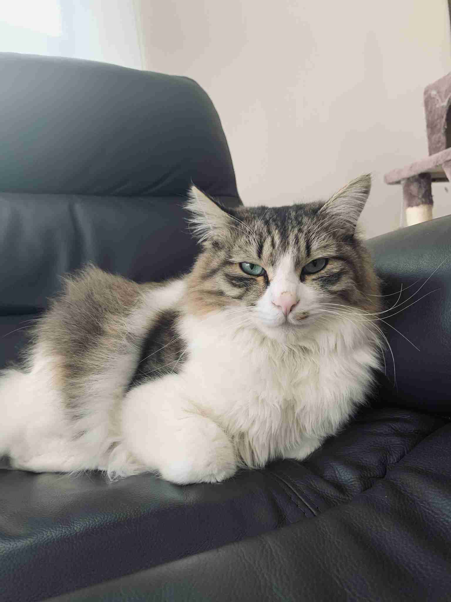 【身バレしない程度に】お宅の愛猫ちゃんを見せてください!part10