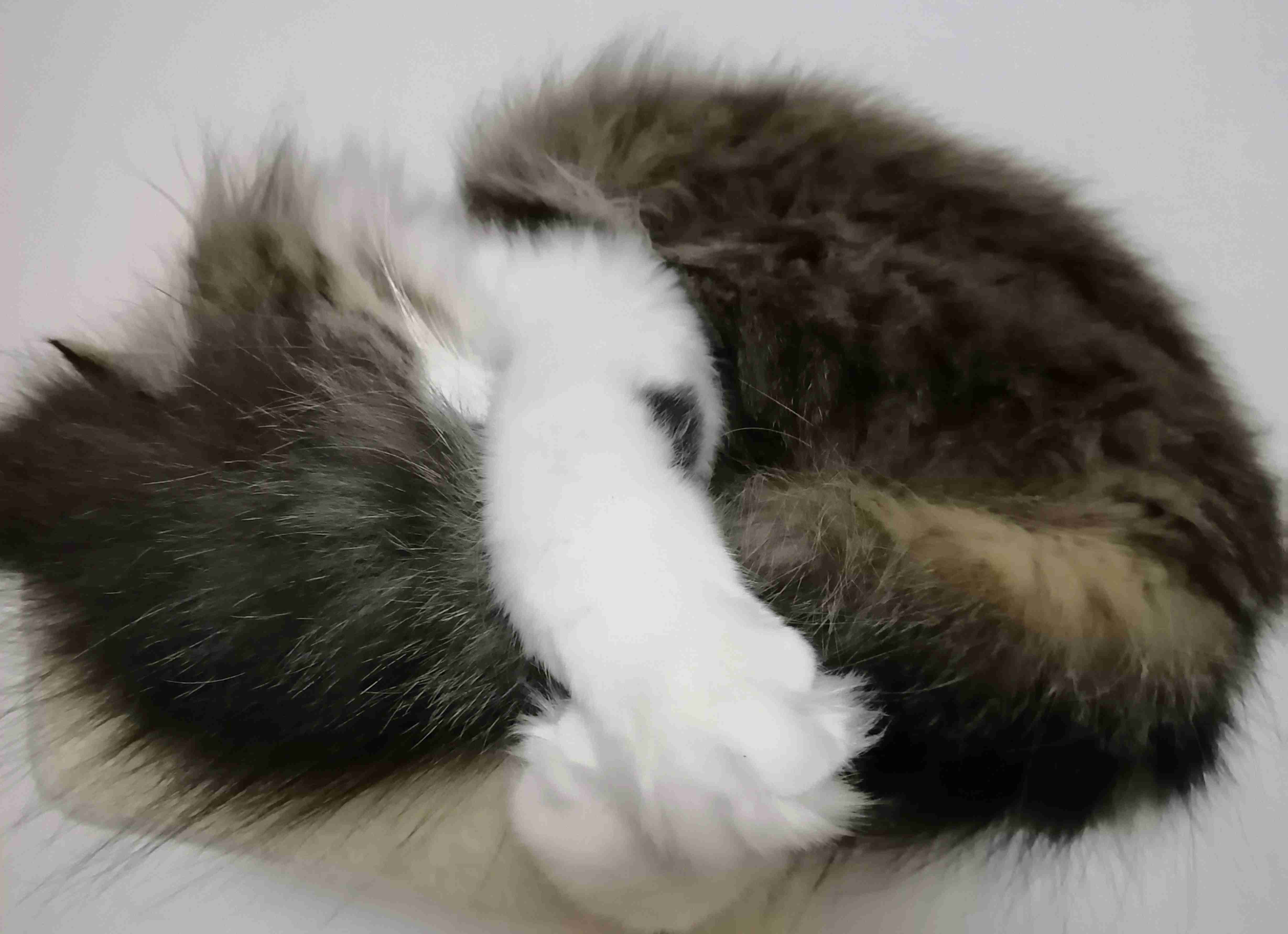【身バレしない程度に】お宅の愛猫ちゃんを見せてください!part10