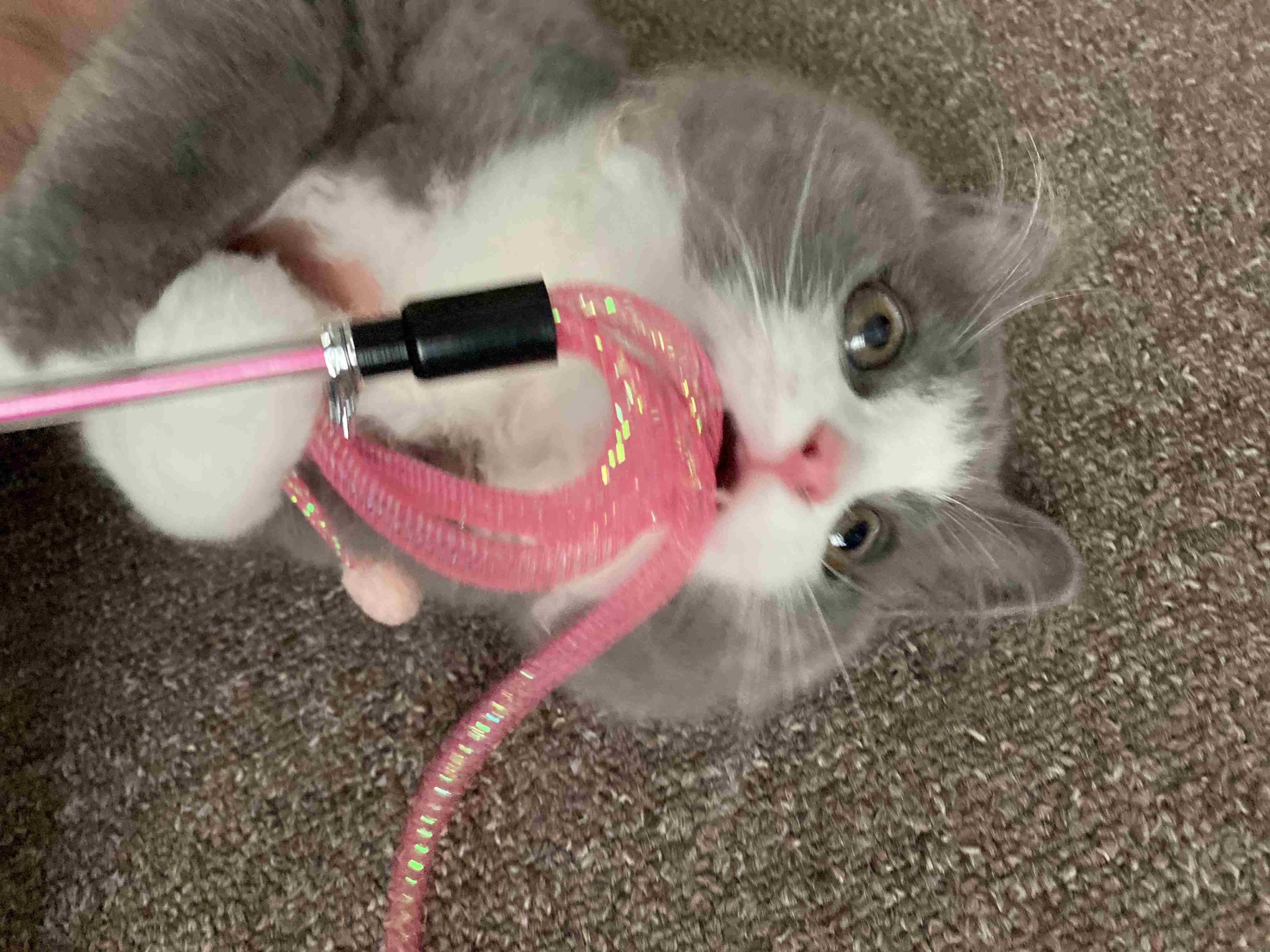 【身バレしない程度に】お宅の愛猫ちゃんを見せてください!part10
