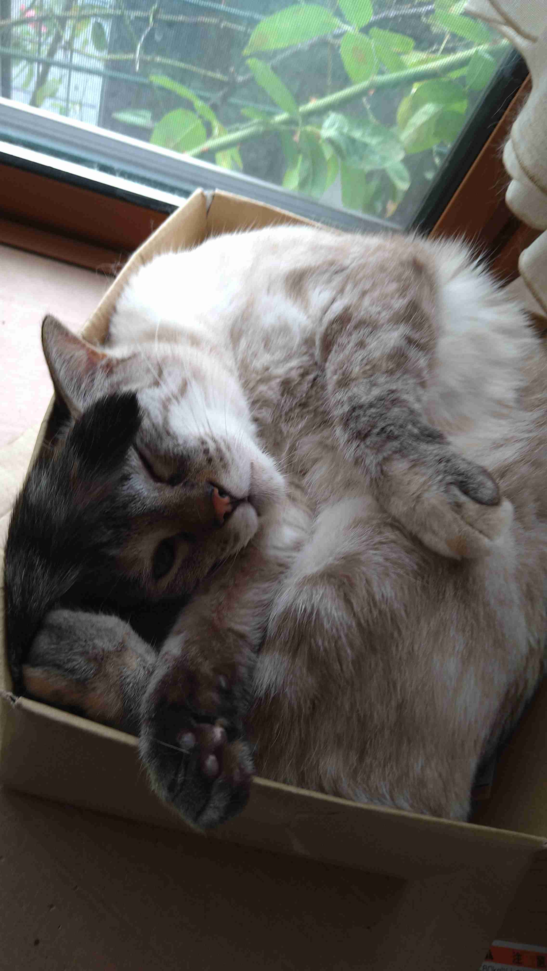 【身バレしない程度に】お宅の愛猫ちゃんを見せてください!part10