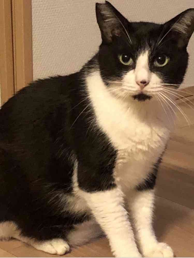 【身バレしない程度に】お宅の愛猫ちゃんを見せてください!part10