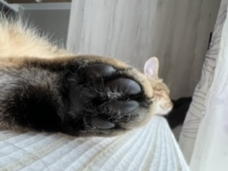 【身バレしない程度に】お宅の愛猫ちゃんを見せてください!part10