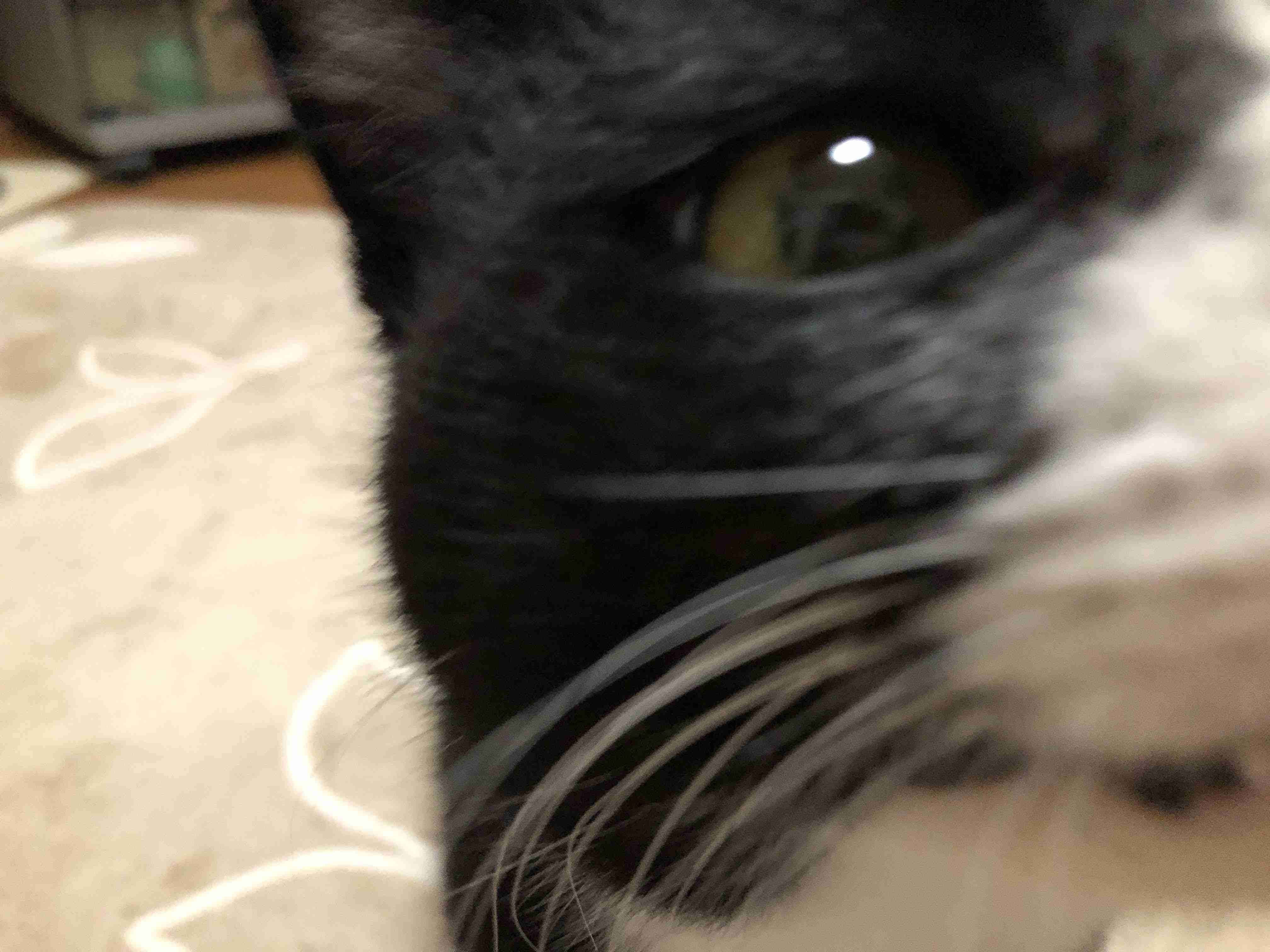 【身バレしない程度に】お宅の愛猫ちゃんを見せてください!part10