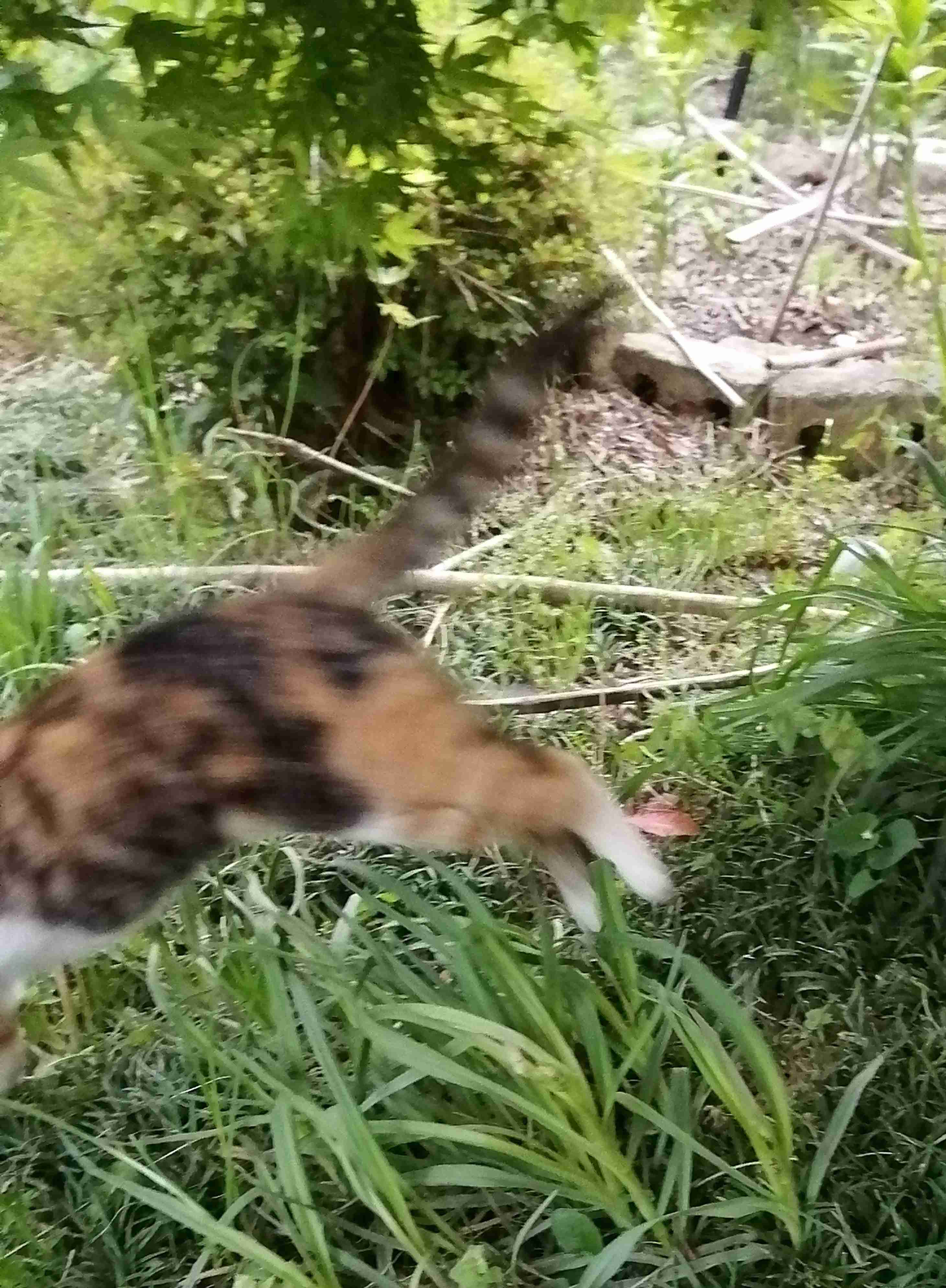 【身バレしない程度に】お宅の愛猫ちゃんを見せてください!part10