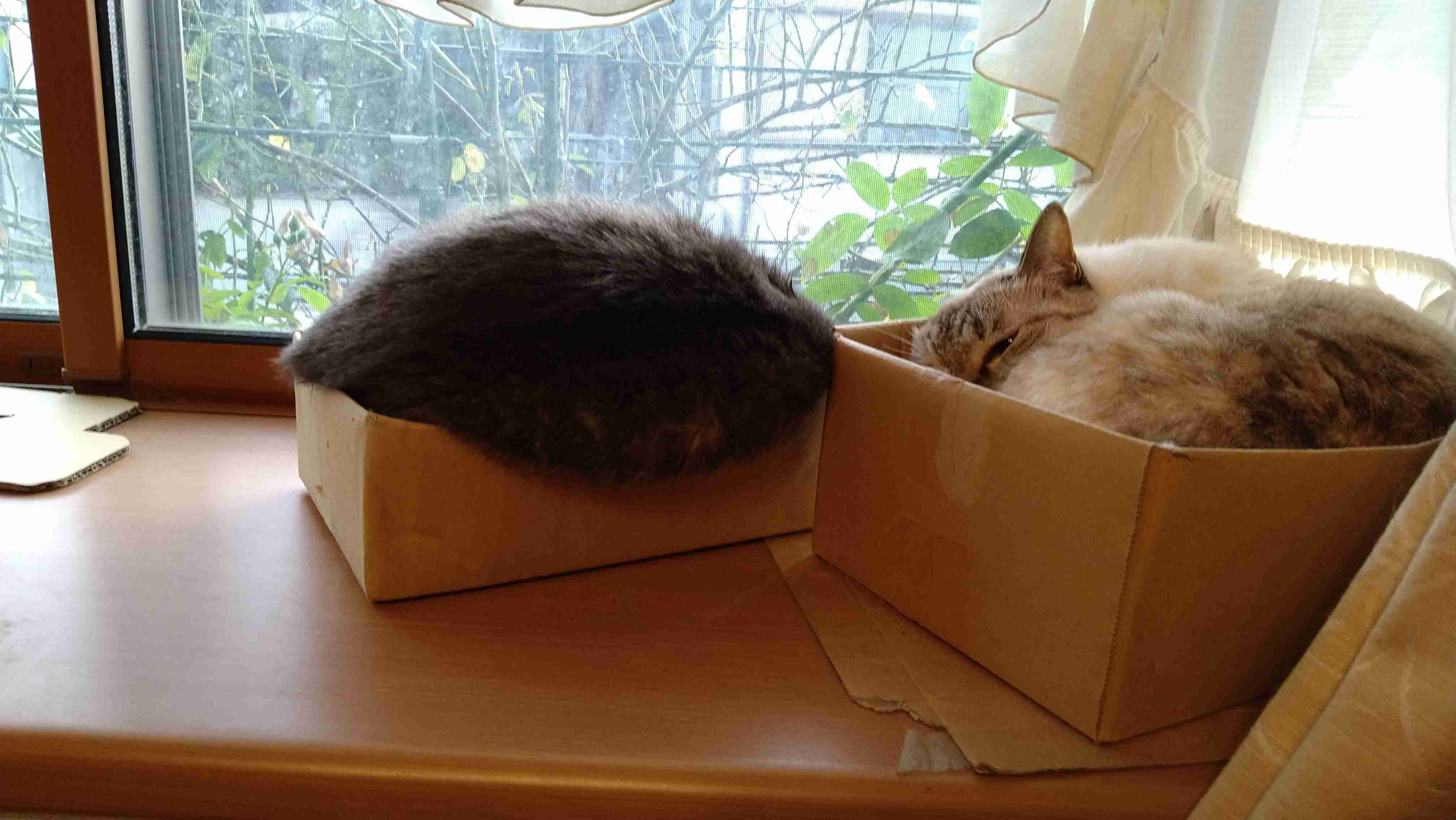 【身バレしない程度に】お宅の愛猫ちゃんを見せてください!part10