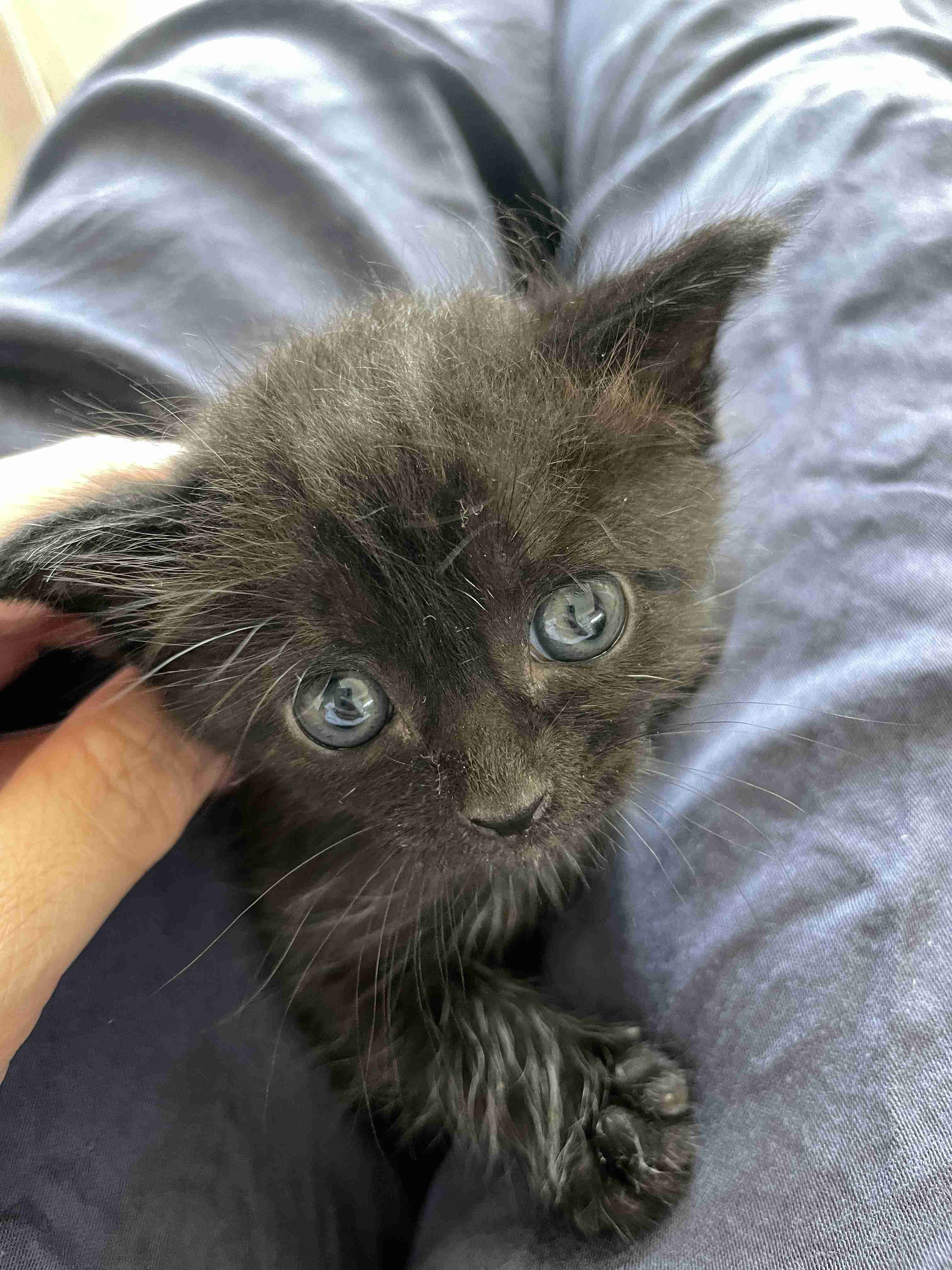 【身バレしない程度に】お宅の愛猫ちゃんを見せてください!part10