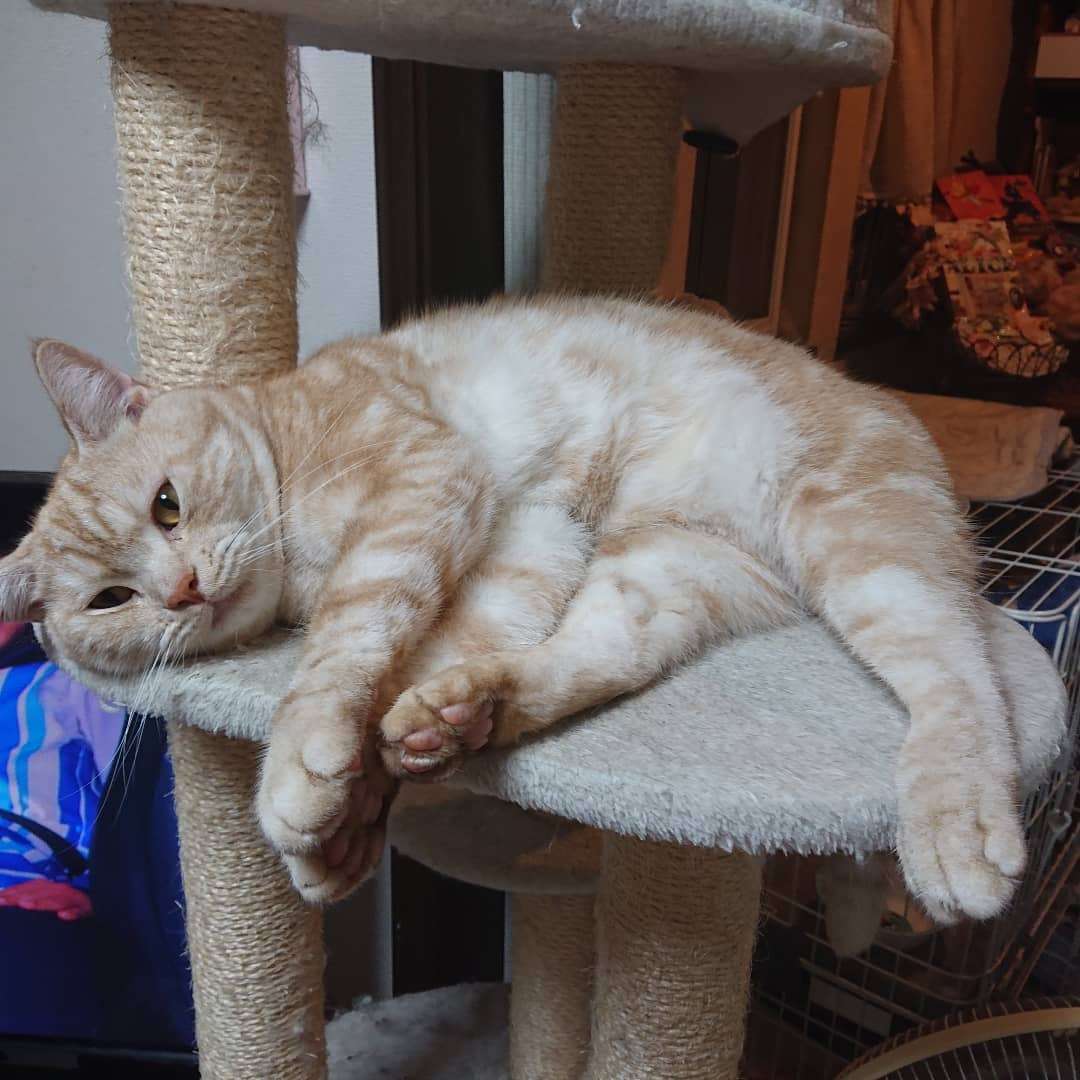 【身バレしない程度に】お宅の愛猫ちゃんを見せてください!part10