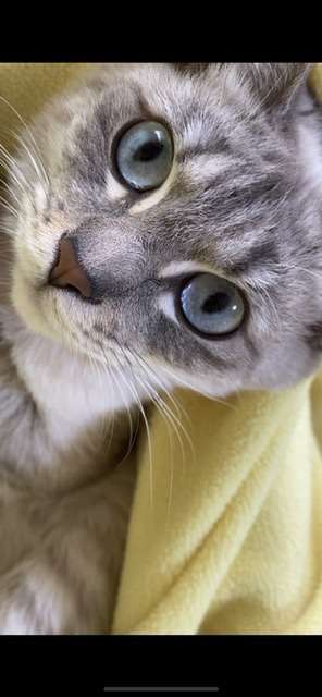 【身バレしない程度に】お宅の愛猫ちゃんを見せてください!part10